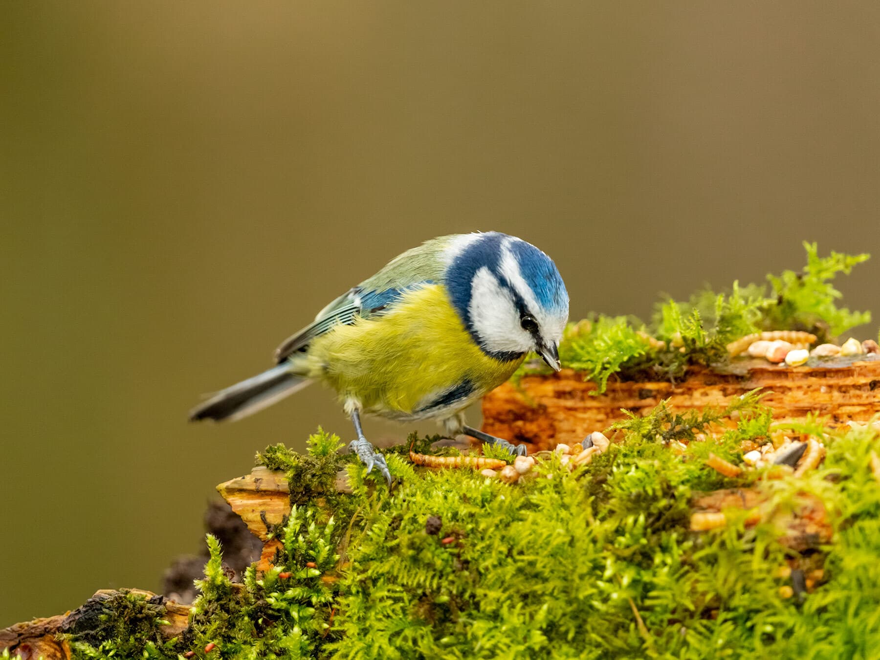 Blue tit eating seeds and mealworms