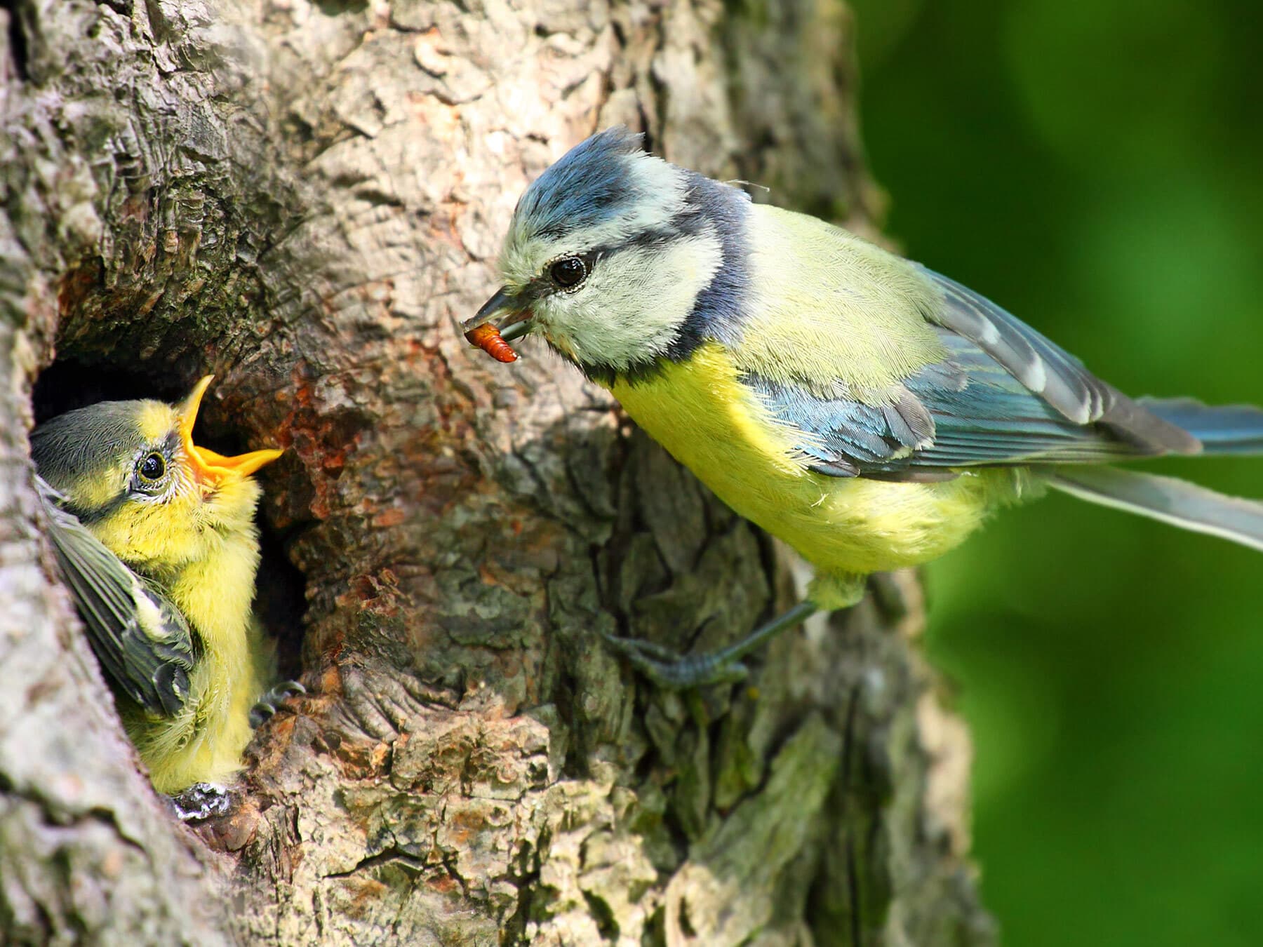 Blue tit feeding chick