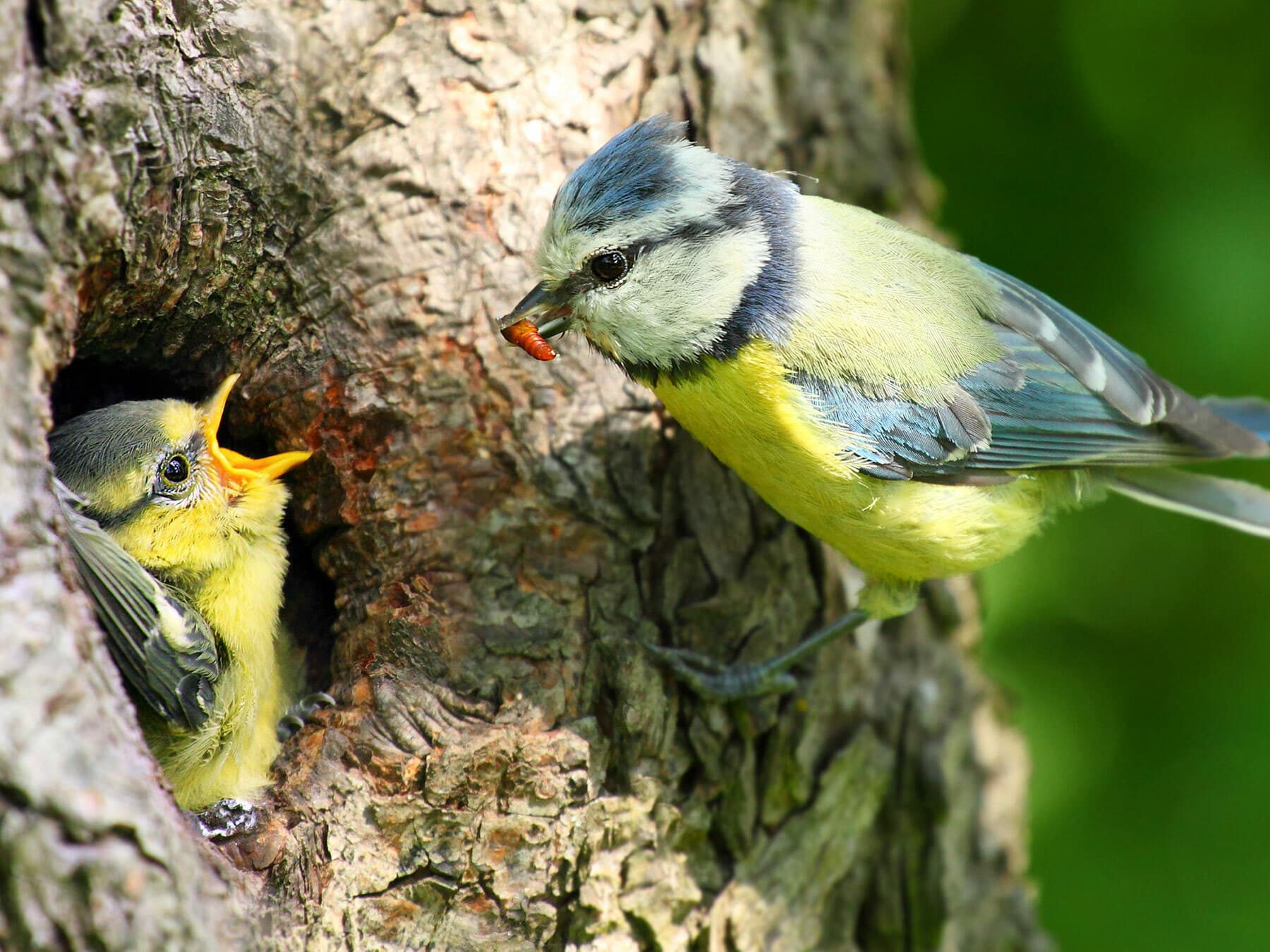 Blue Tit feeding chicks