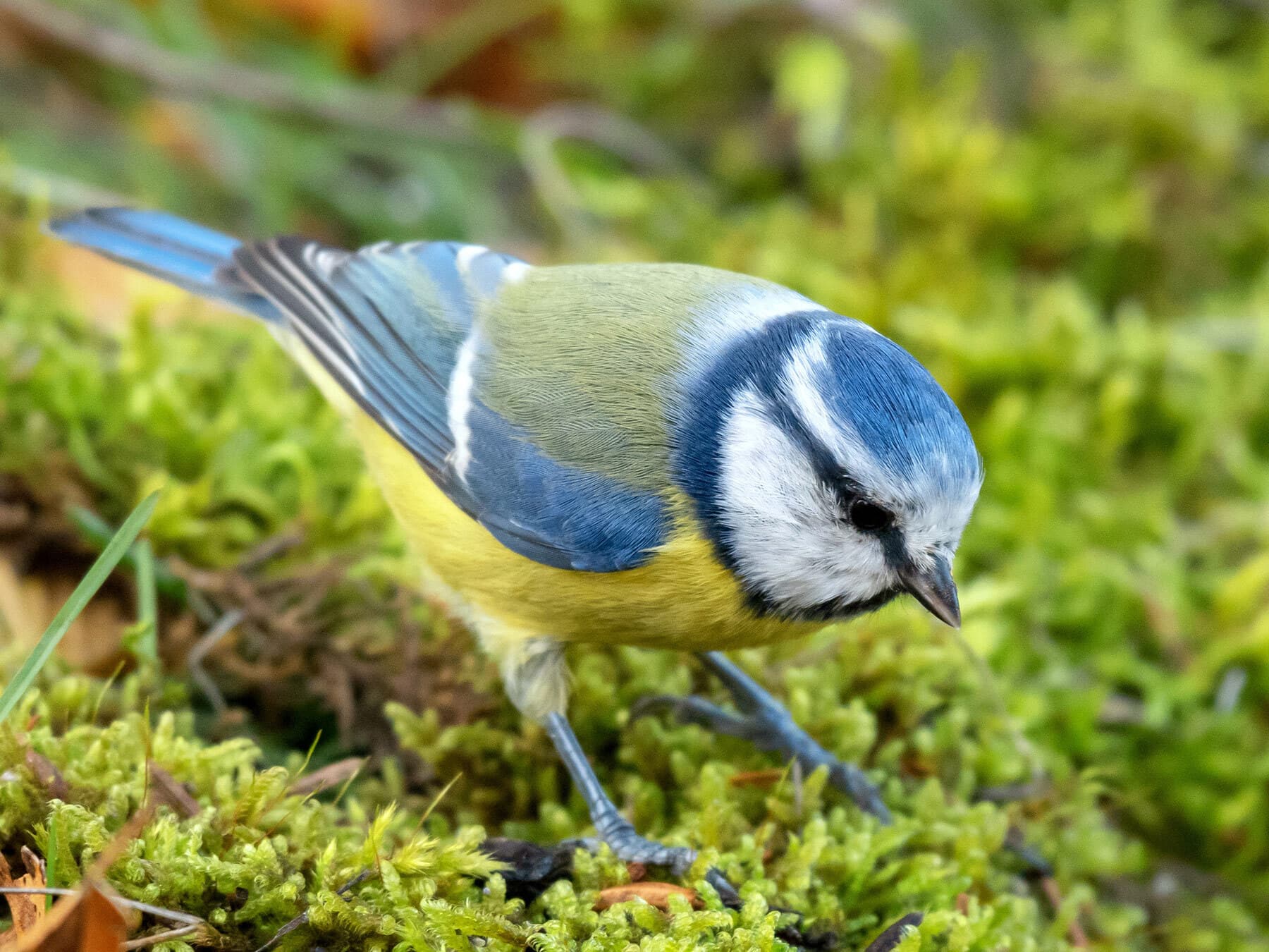Blue tit foraging on the ground