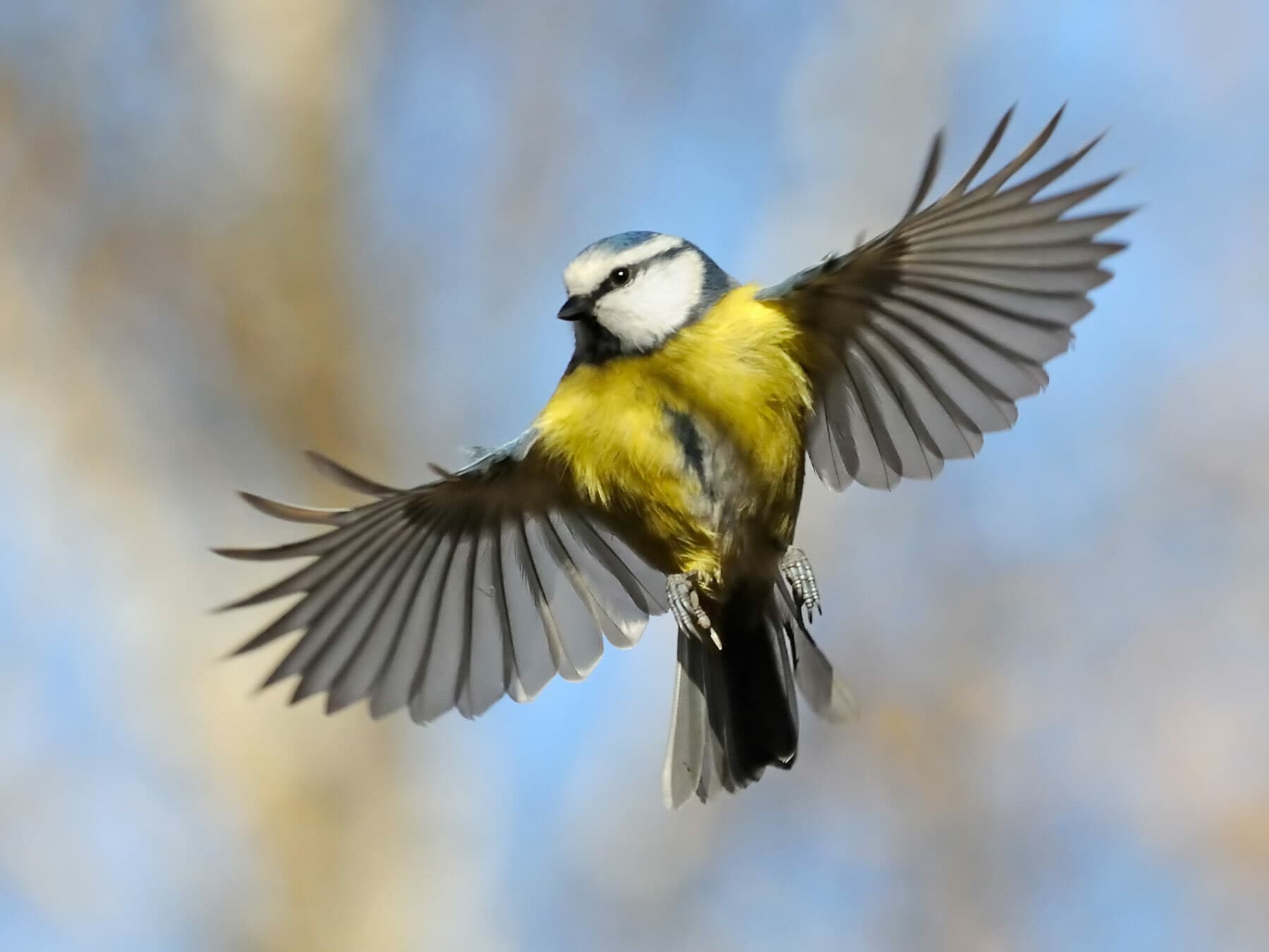 Blue Tit in flight