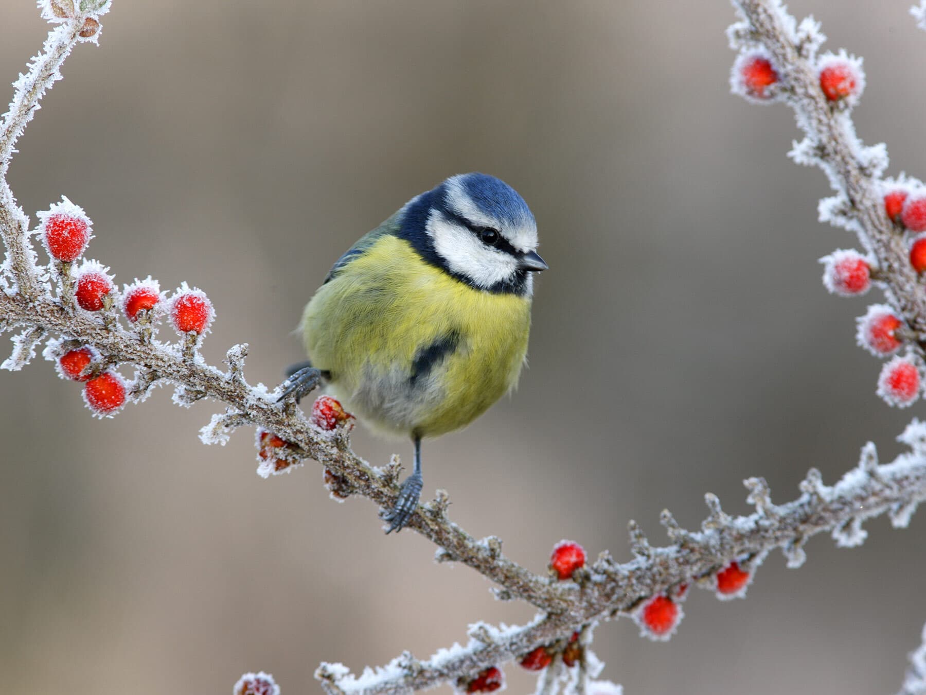 Blue tit in winter