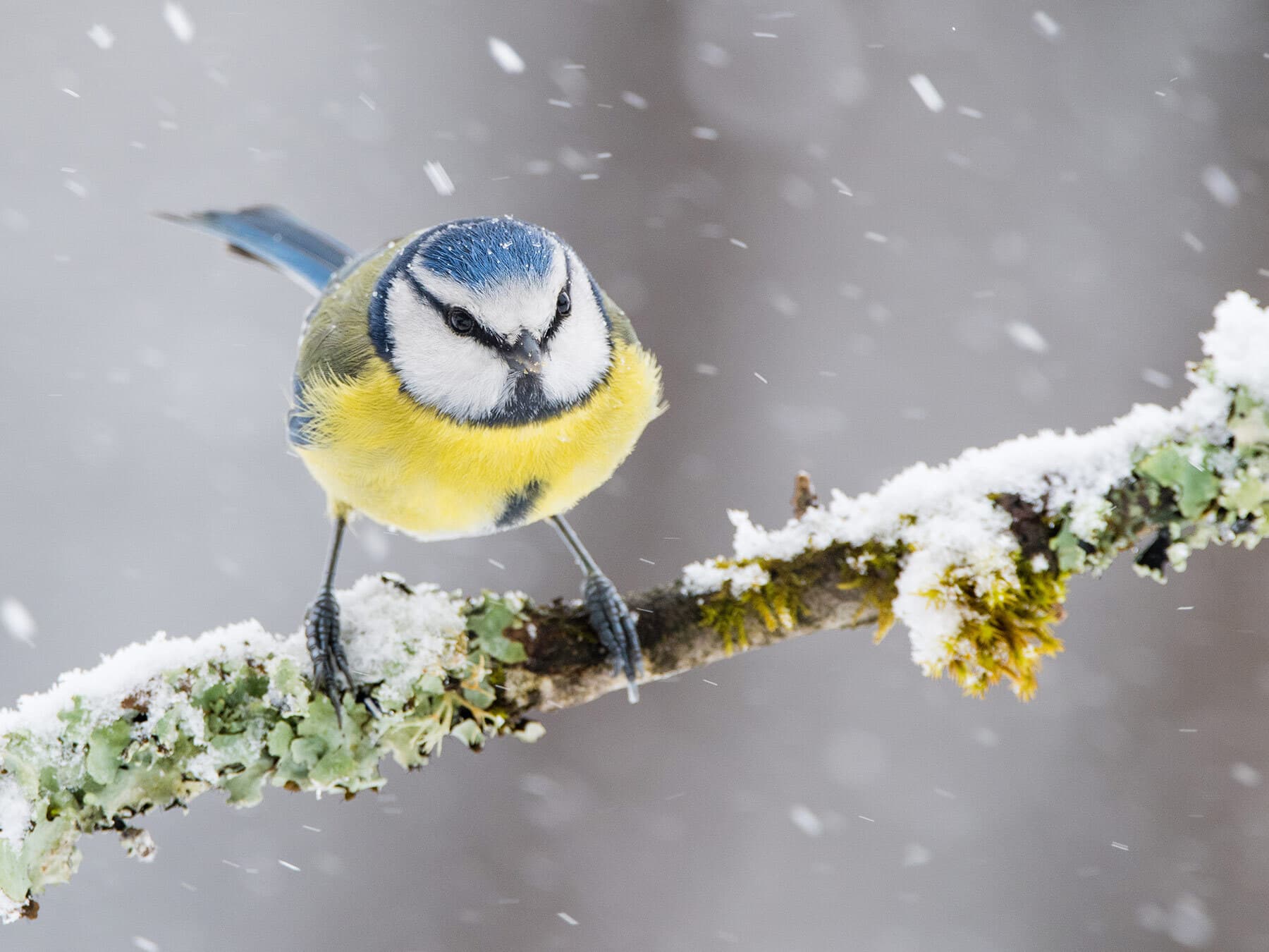 Blue tit in winter