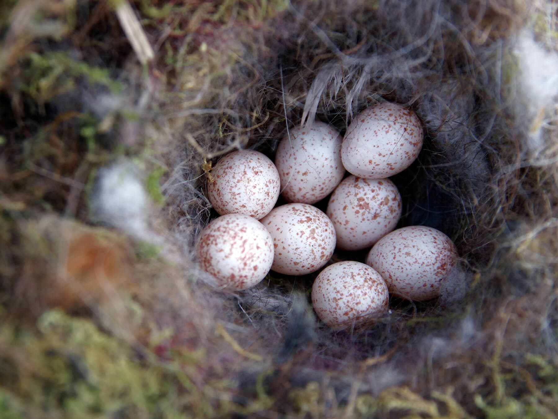 Blue Tit nest with eggs