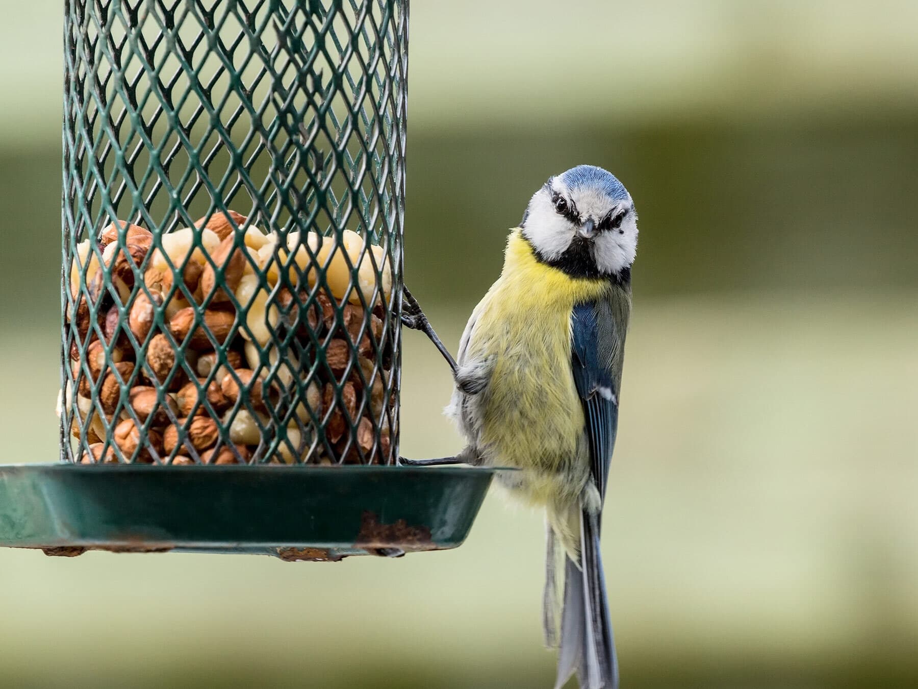 Blue tit on feeder