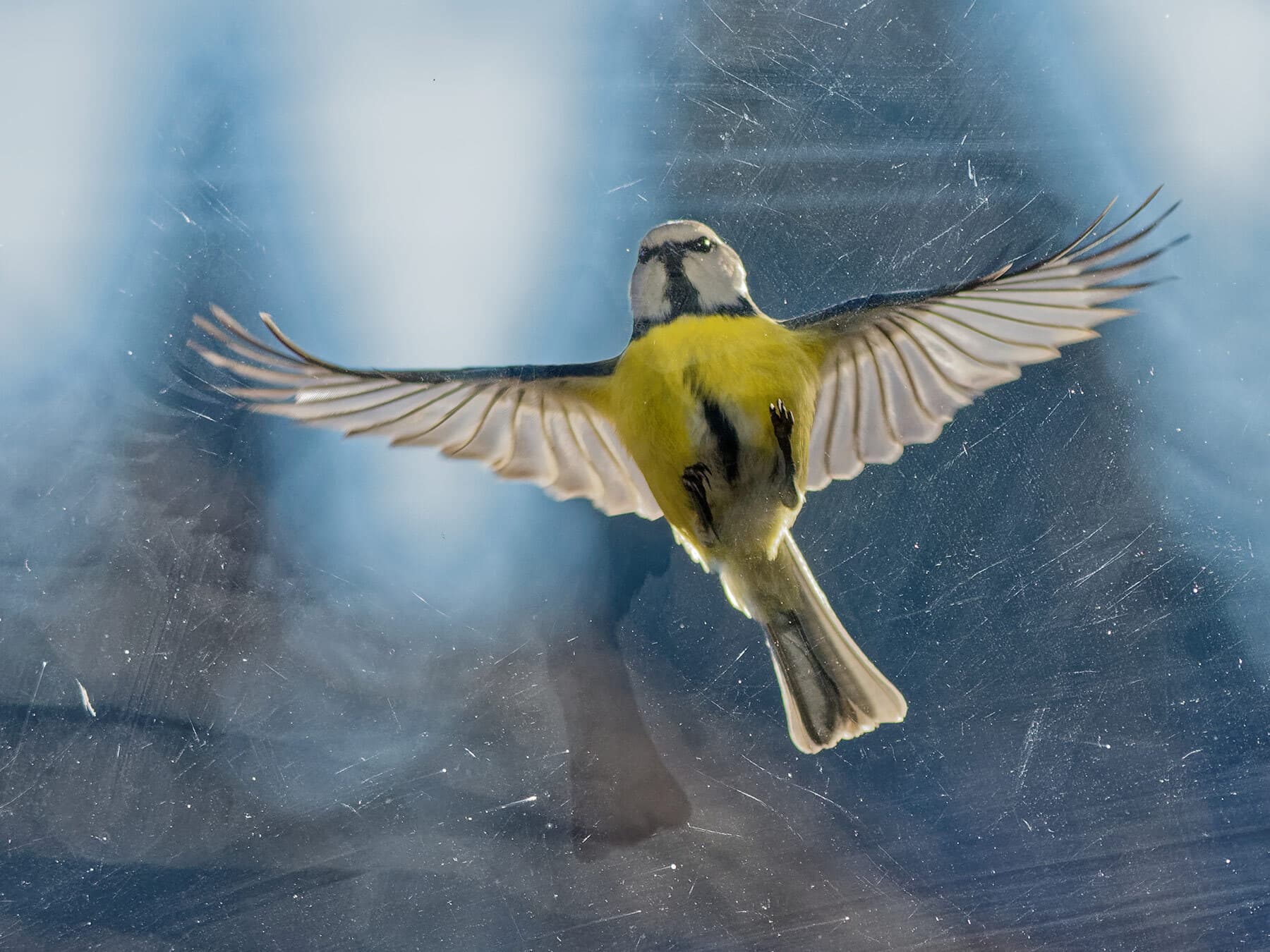 Blue tit reflection