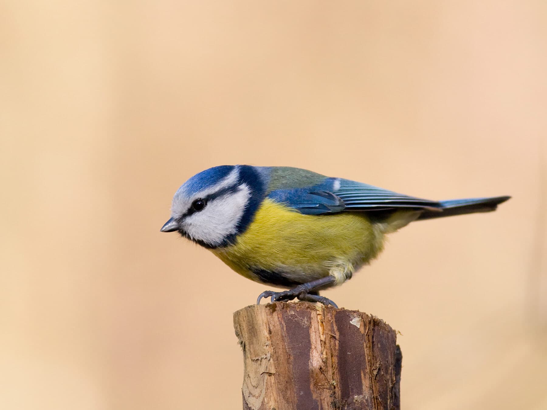 Blue tit taking off