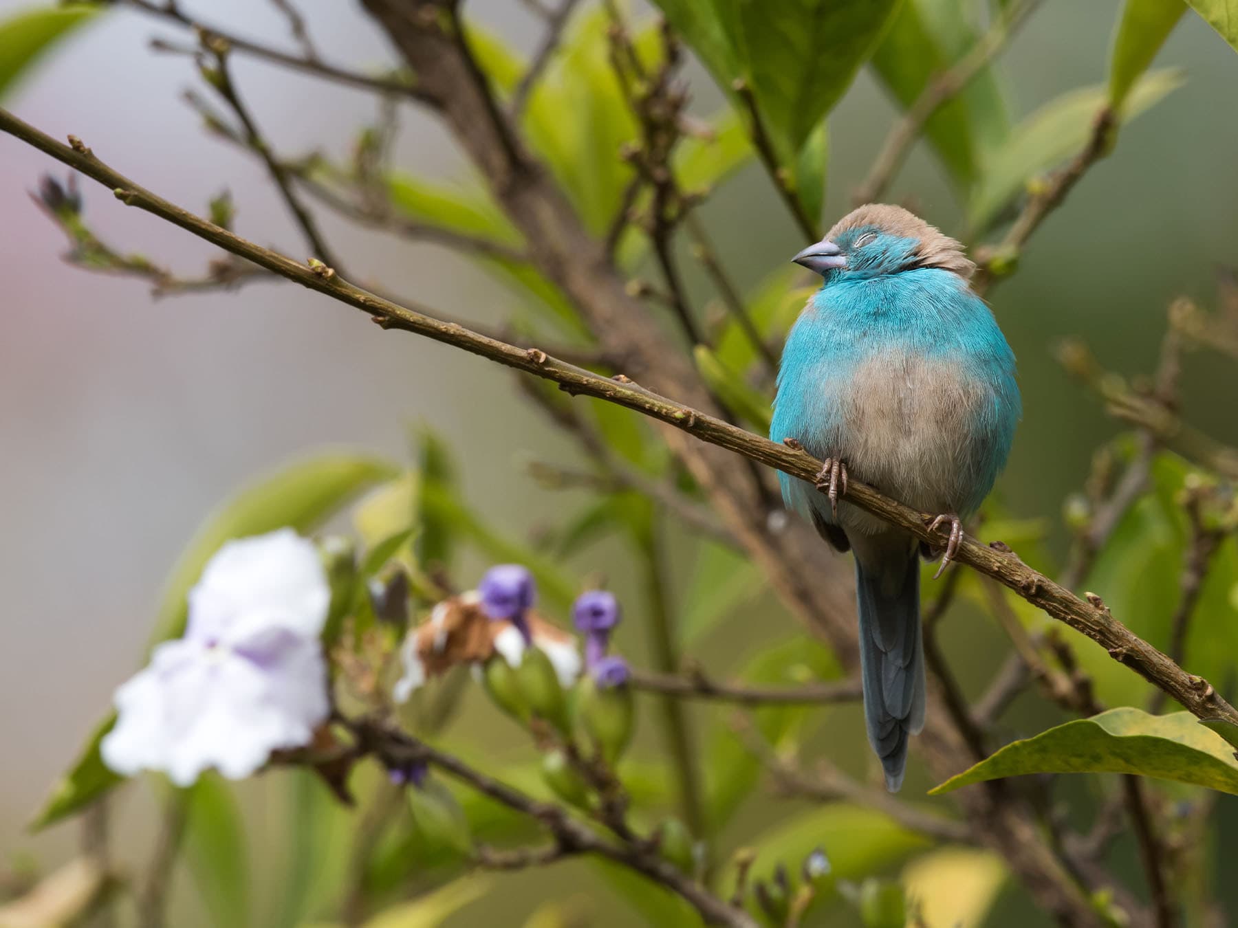 Blue waxbill perching on branch sleeping