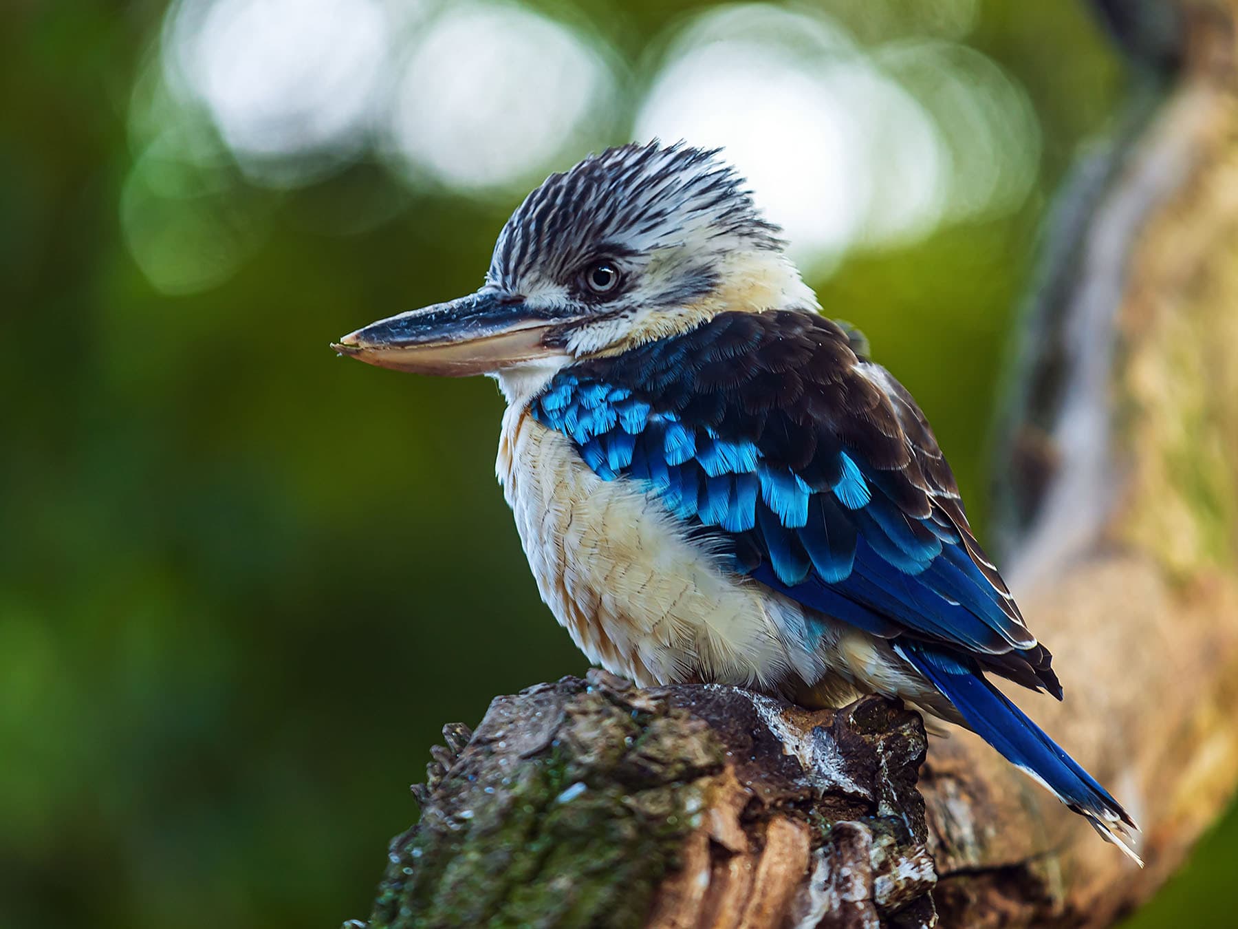Blue-winged Kookaburra perching on branch