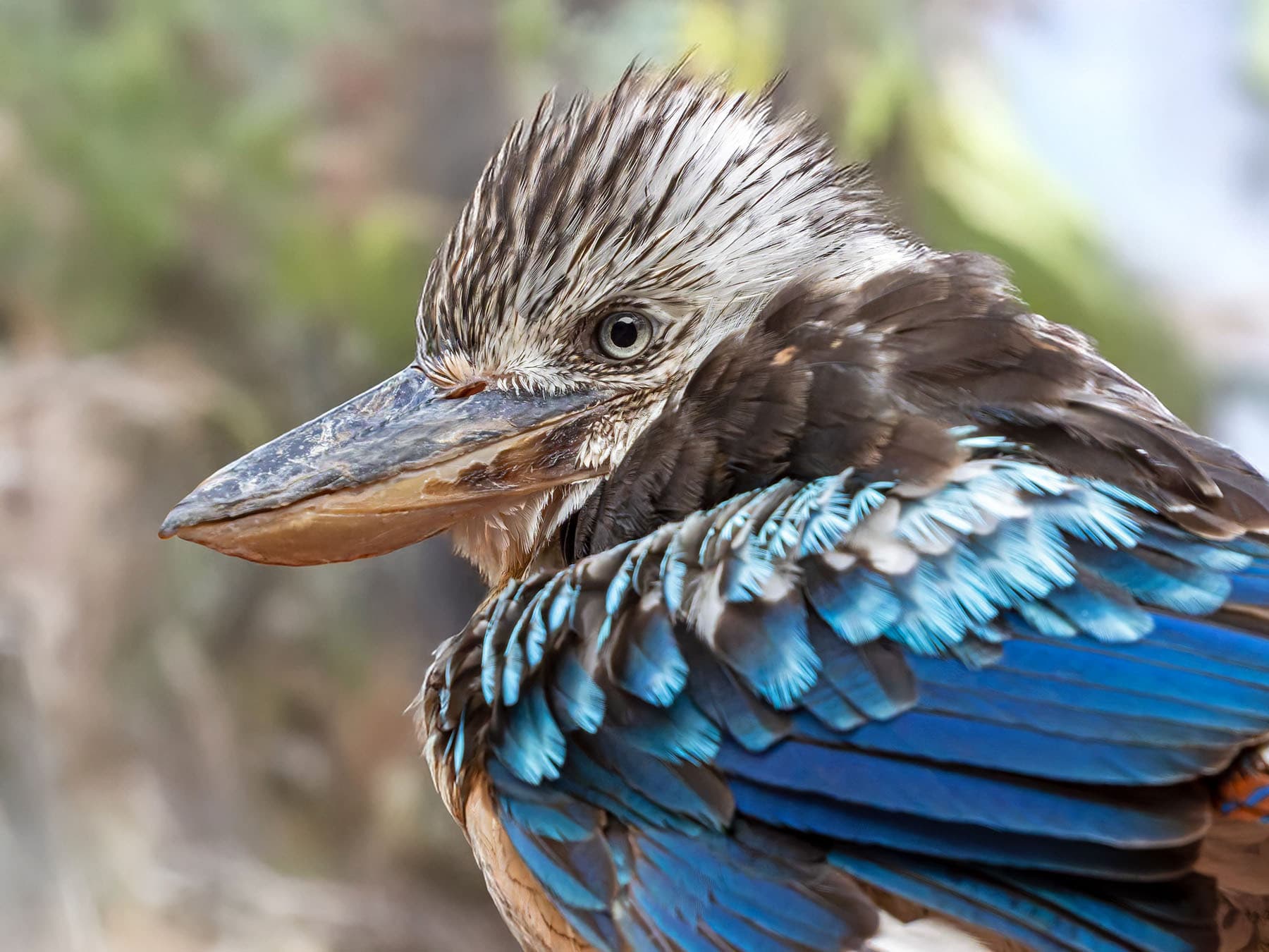 Portrait of Blue-winged Kookaburra