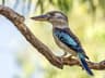 Blue-winged Kookaburra