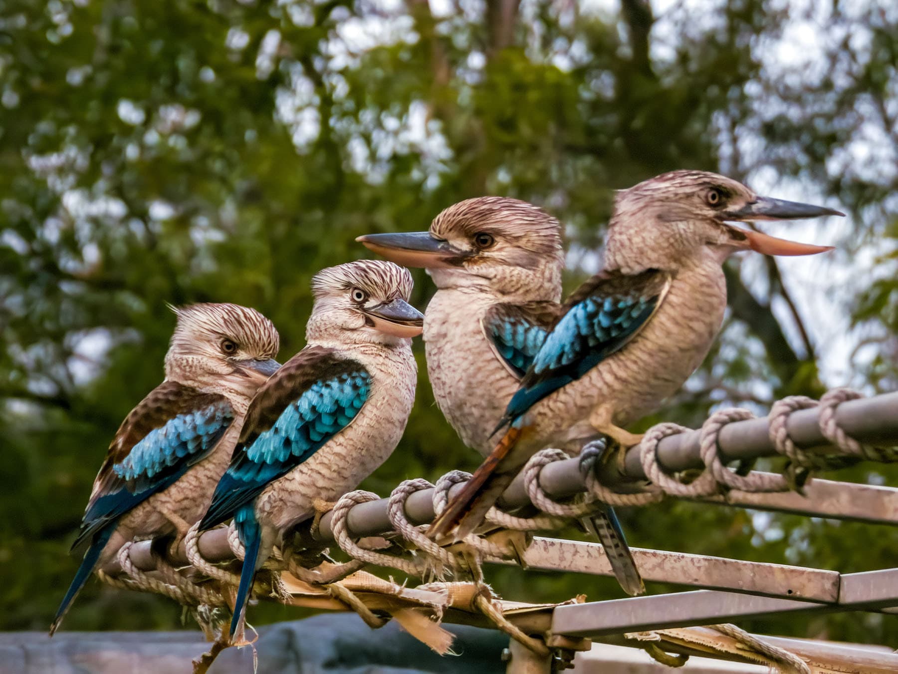 Four Blue-winged Kookaburras perching together