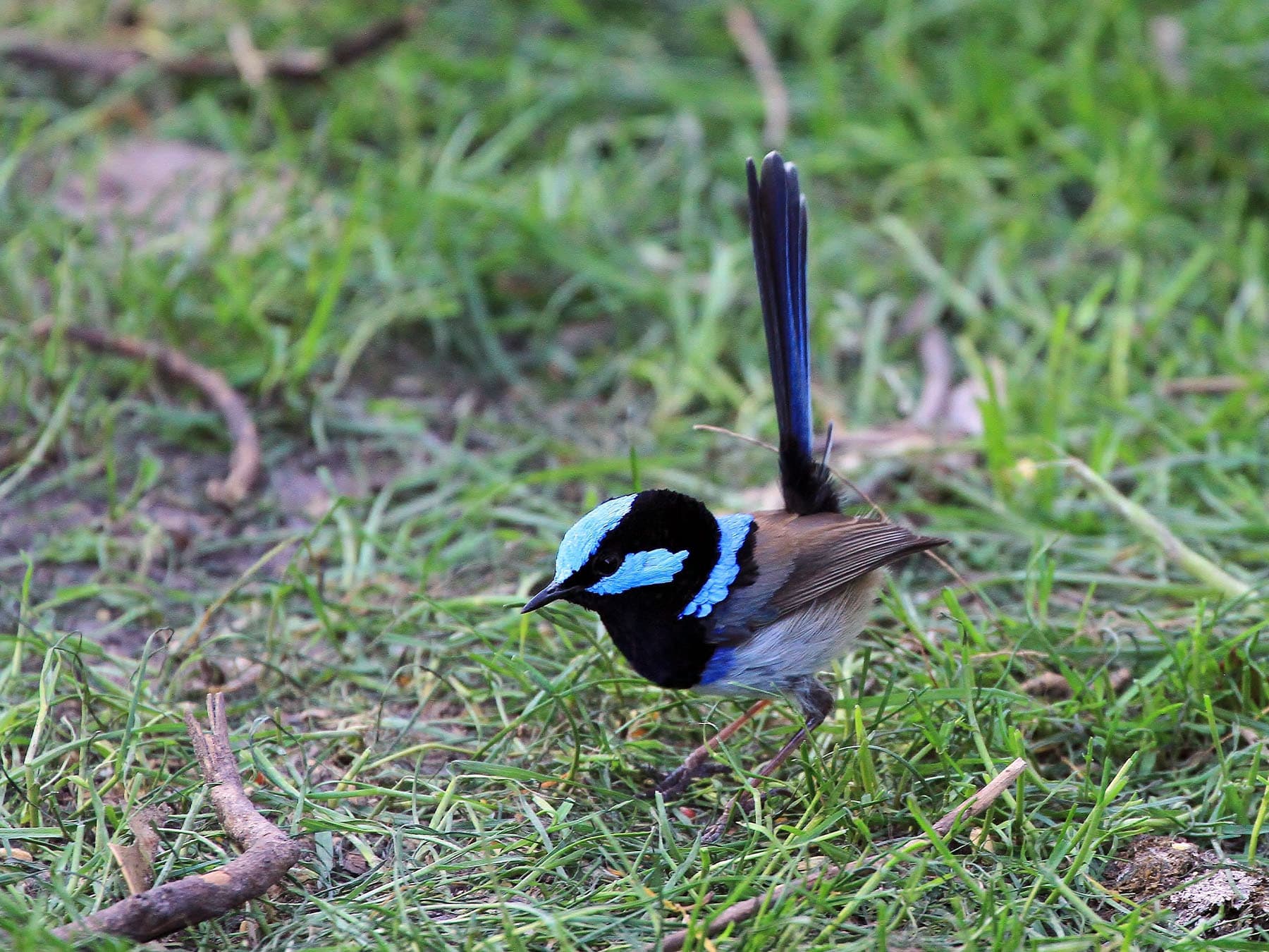 Blue wren hopping around