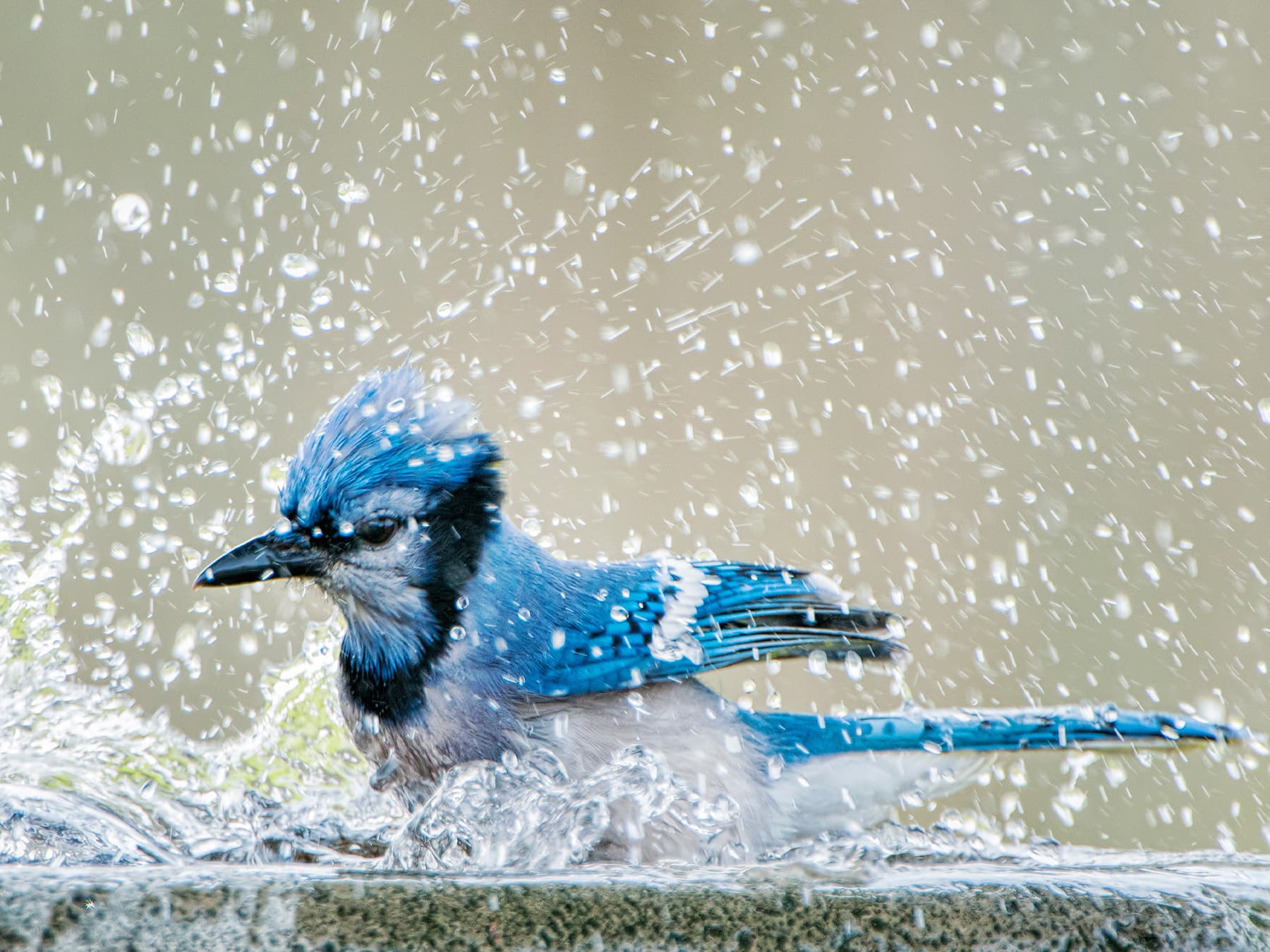 Bathing & Preening