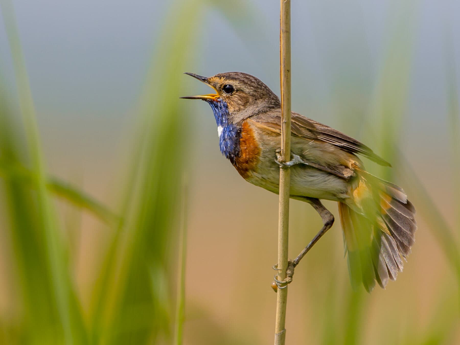 Perched Bluethroat