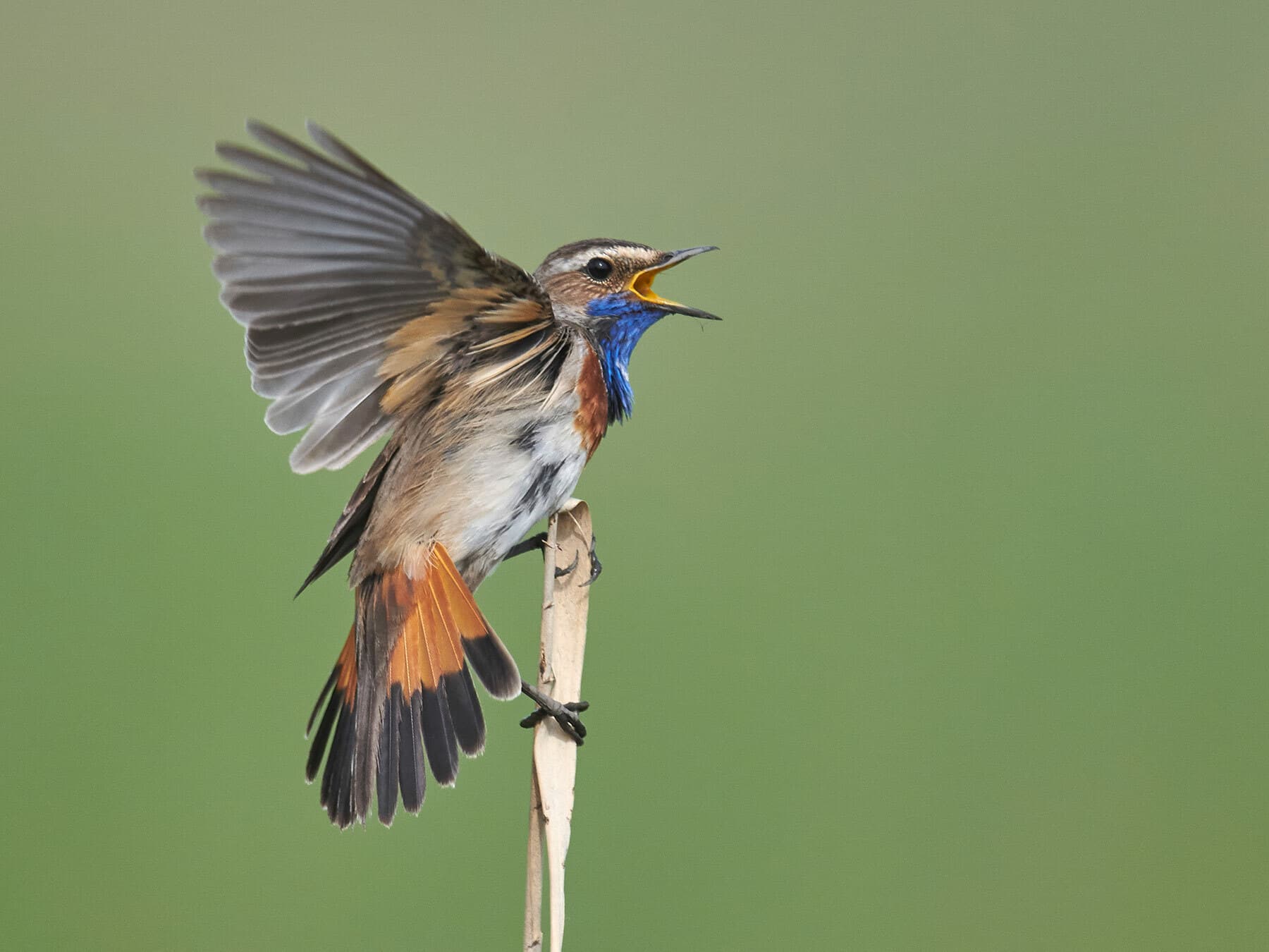 Bluethroat about to take off for flight