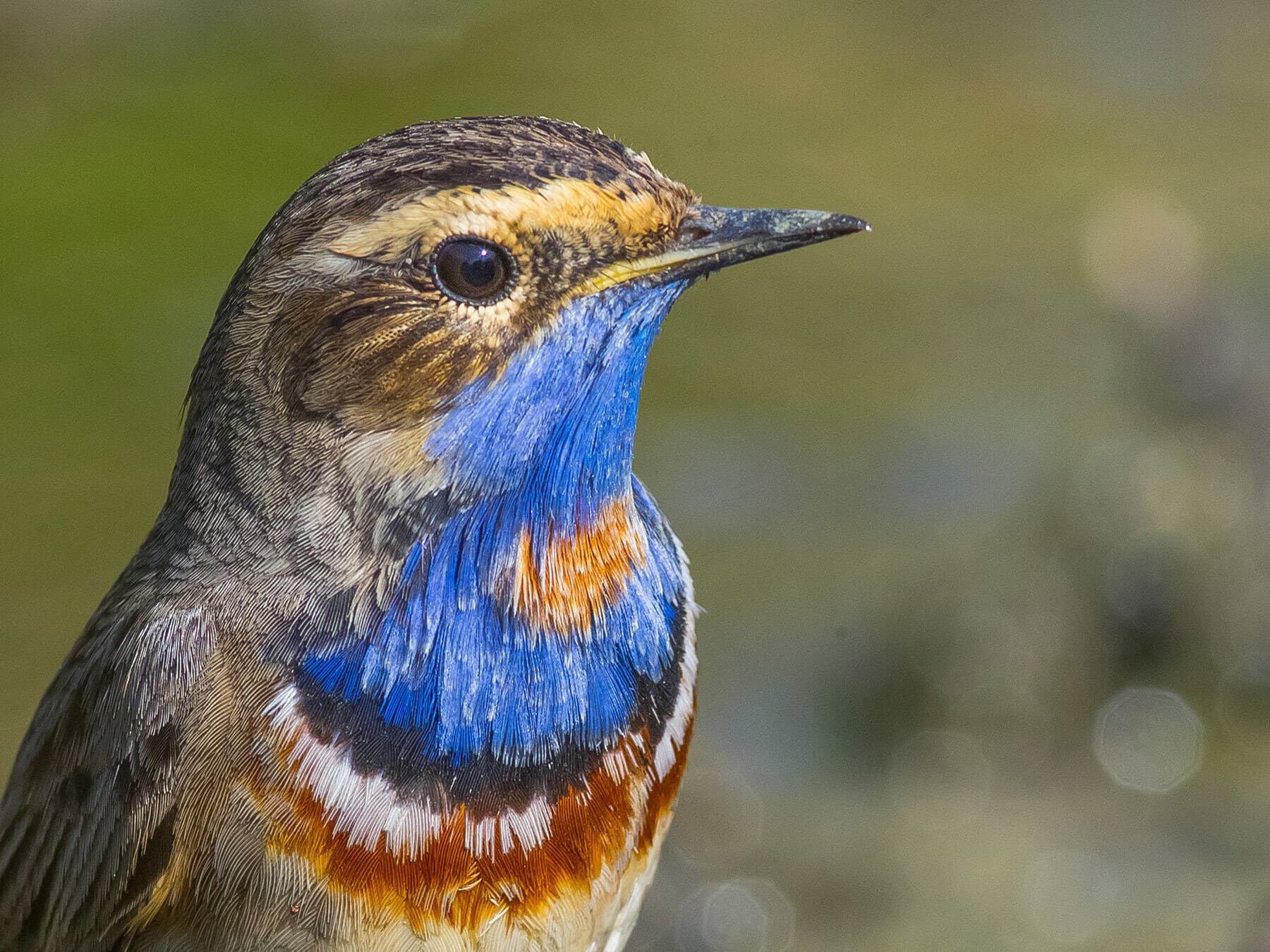 Close up of a Bluethroat