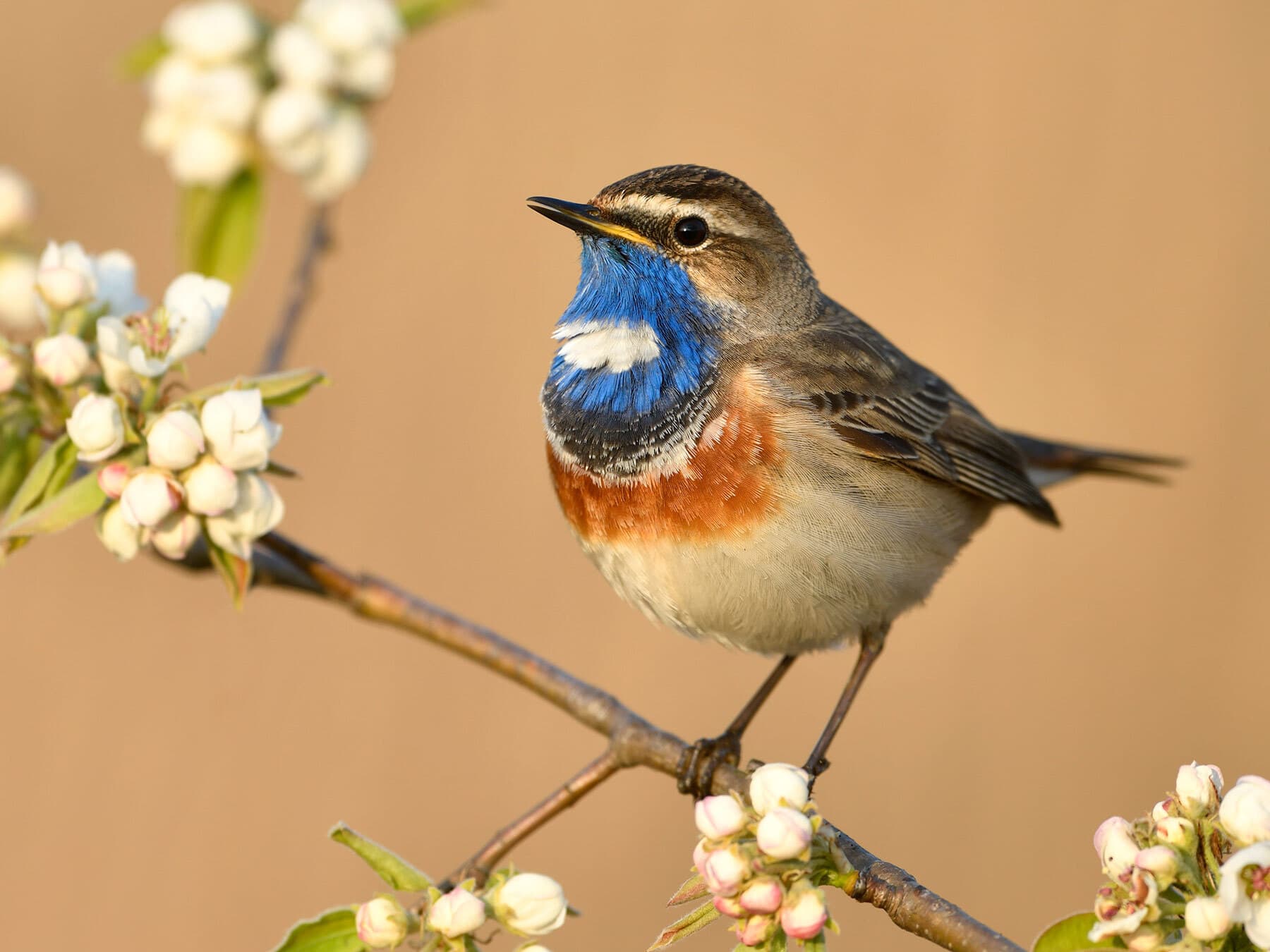 Bluethroat close up