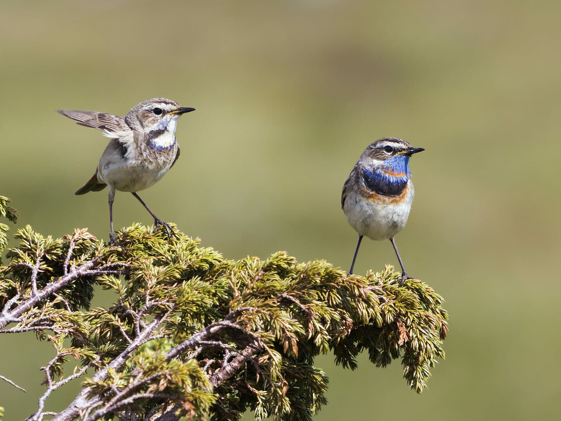 Male and Female Bluethroats