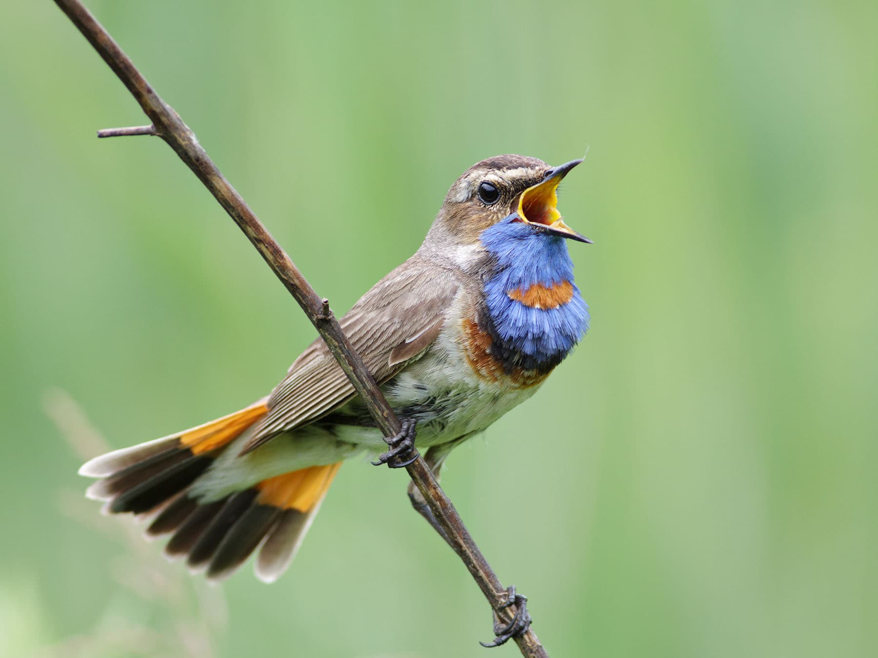 Bluethroat singing