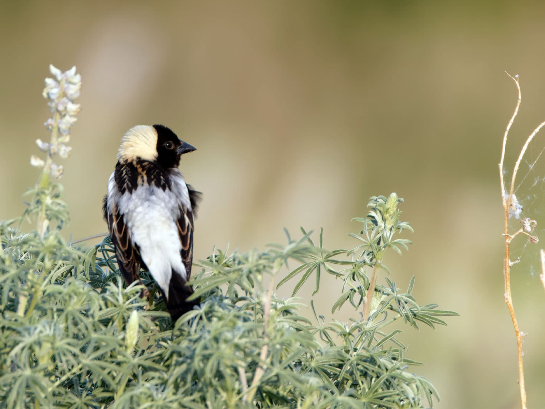 Bobolink perching on top of a bush