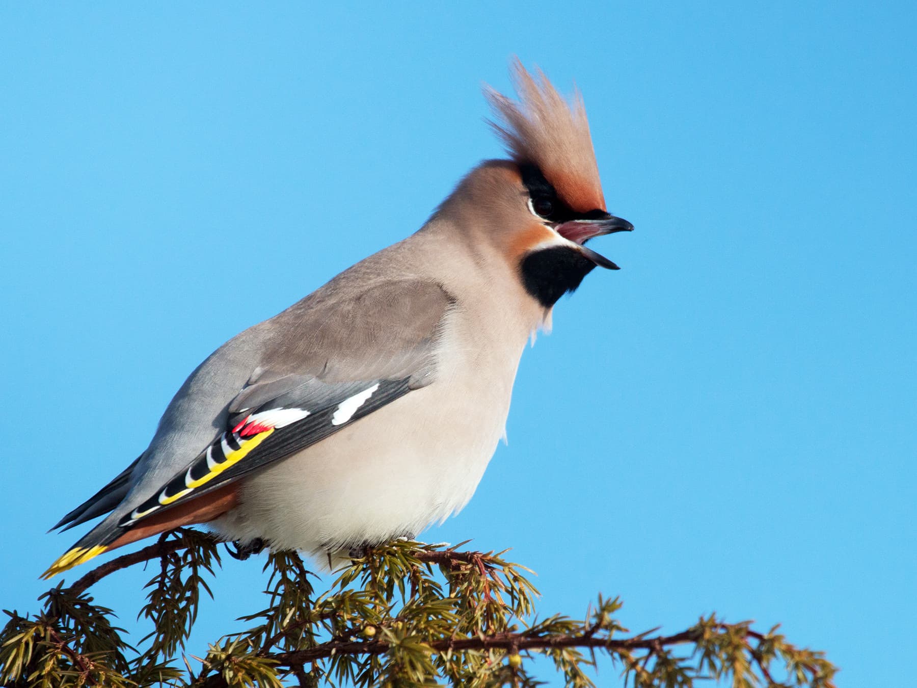 Bohemian Waxwing calling from the top of a tree