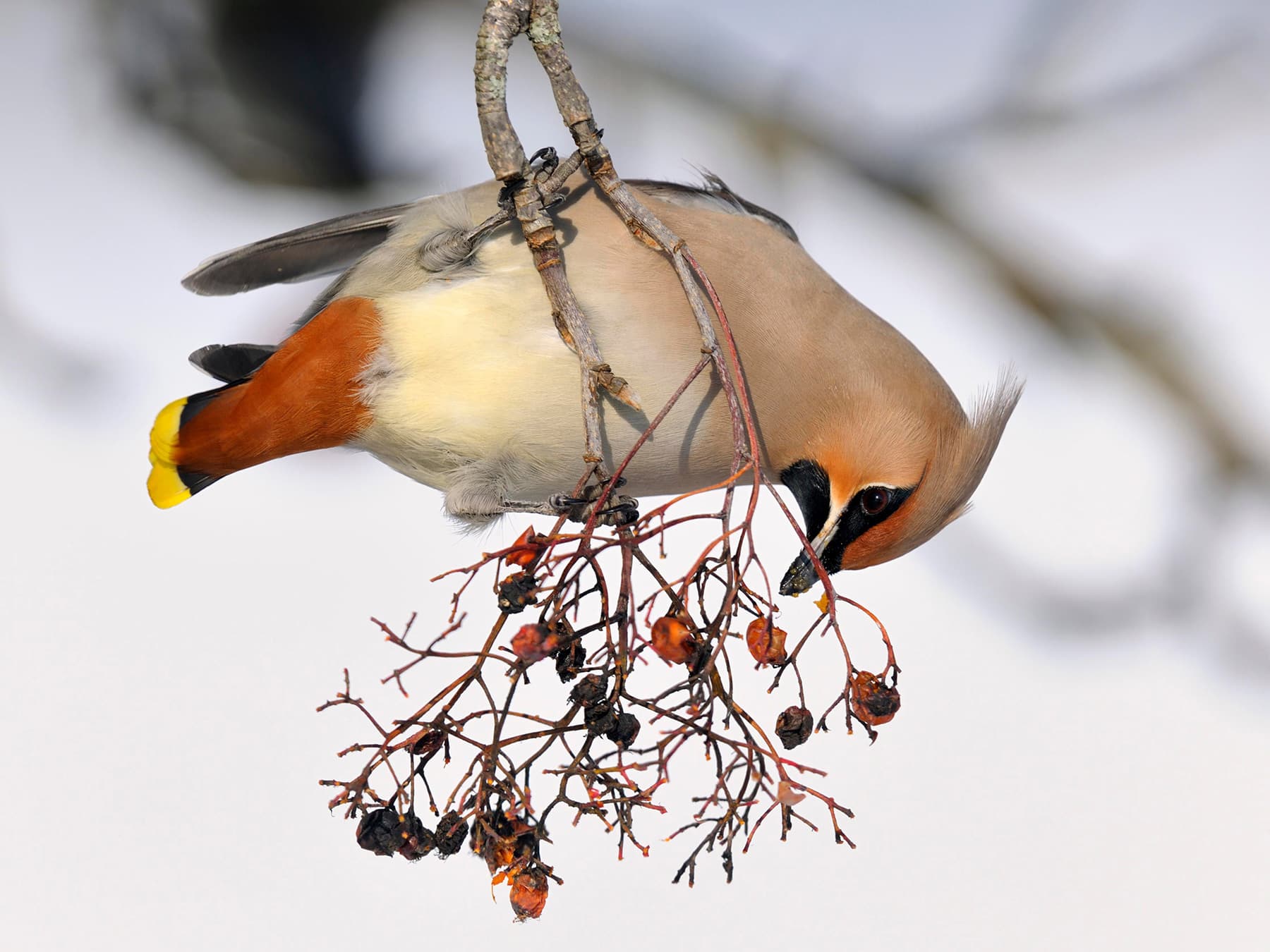 Bohemian Waxwing feeding on berries during the winter