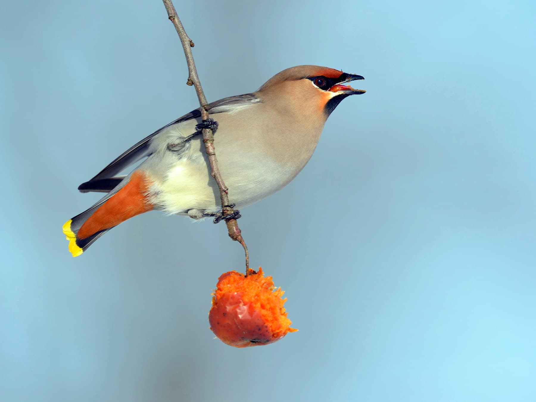 Bohemian Waxwing feeding on over ripe fruit