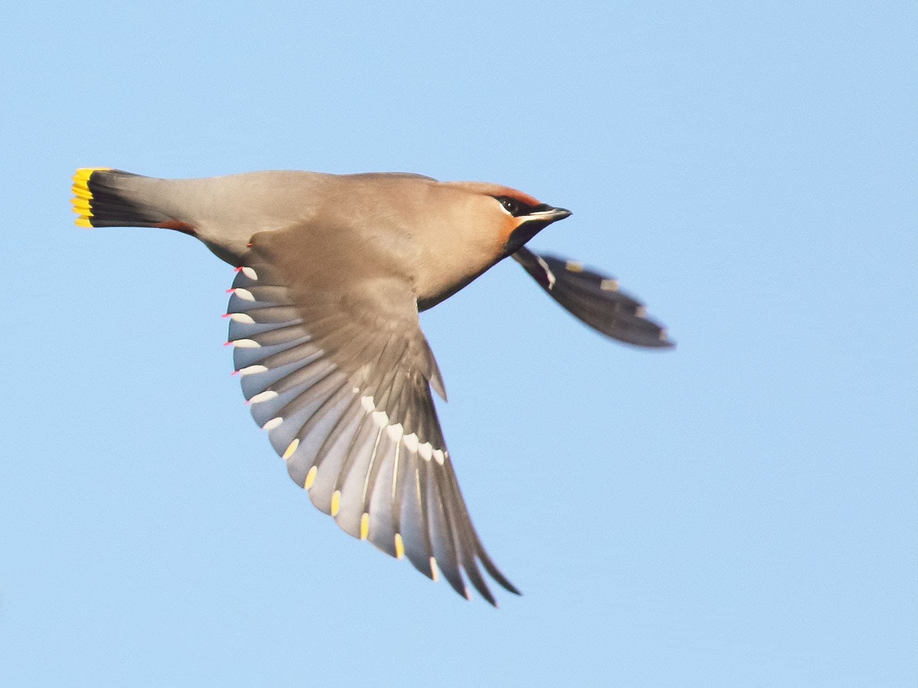 Bohemian waxwing flight