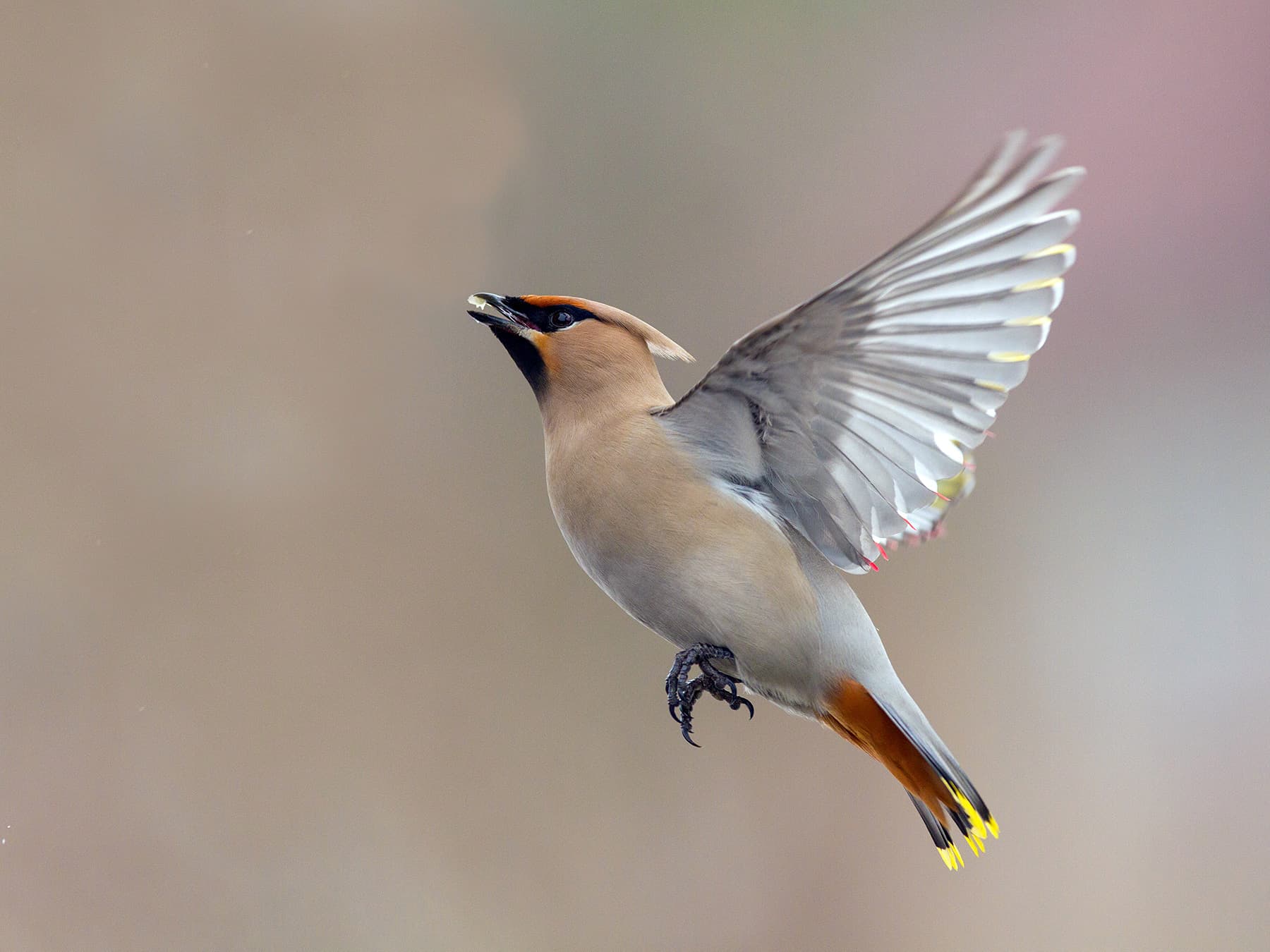Bohemian Waxwing in-flight