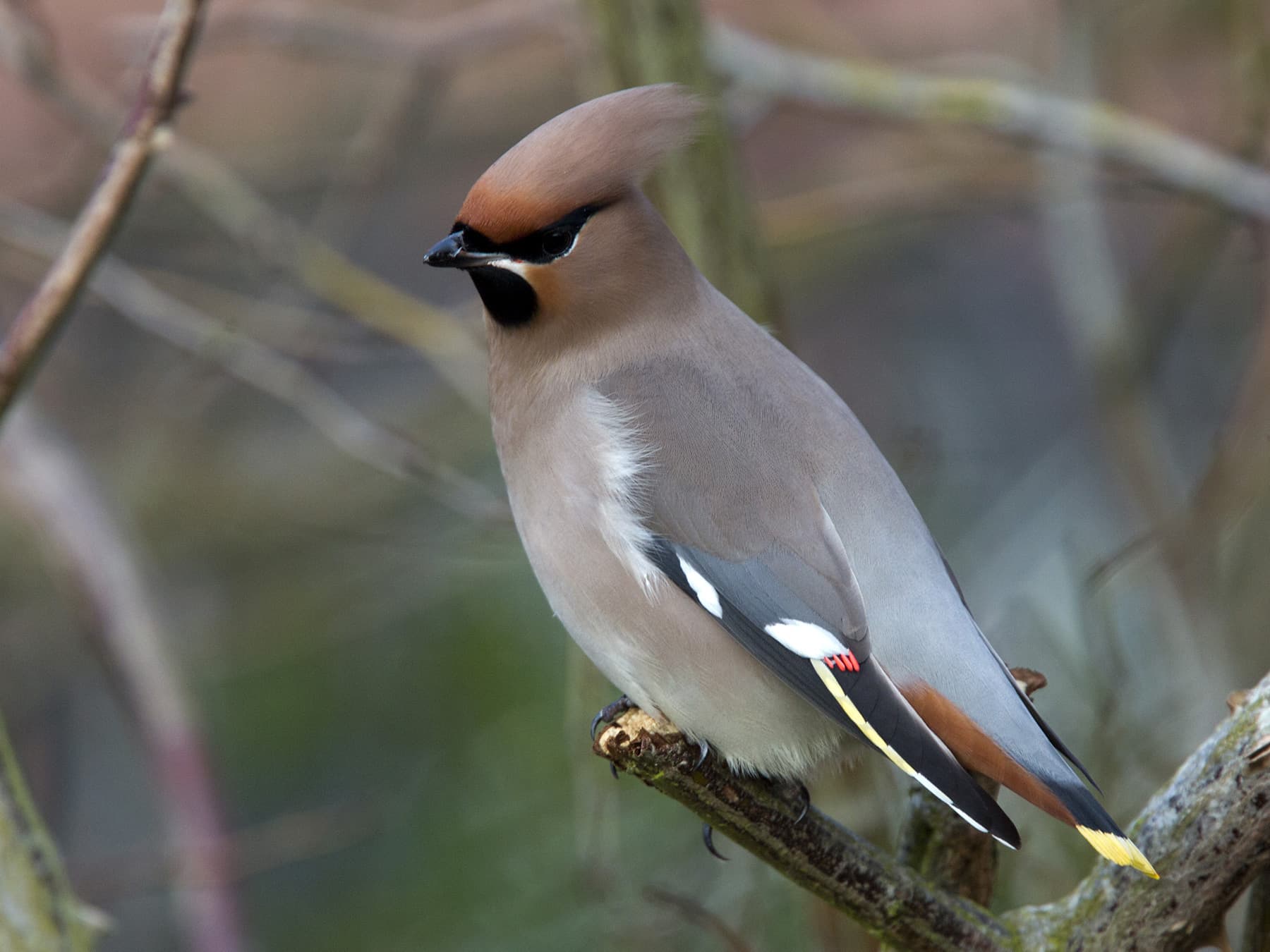 Bohemian Waxwing in natural habitat