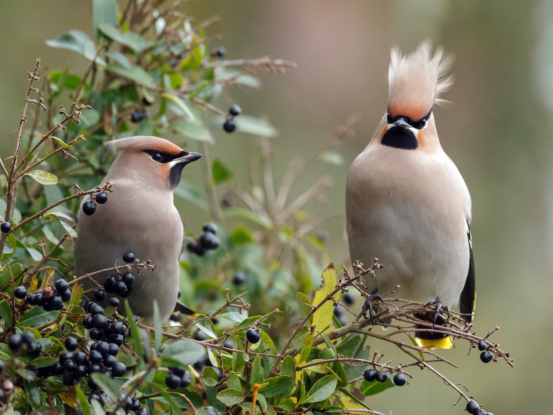 Pair of Bohemian Waxwings