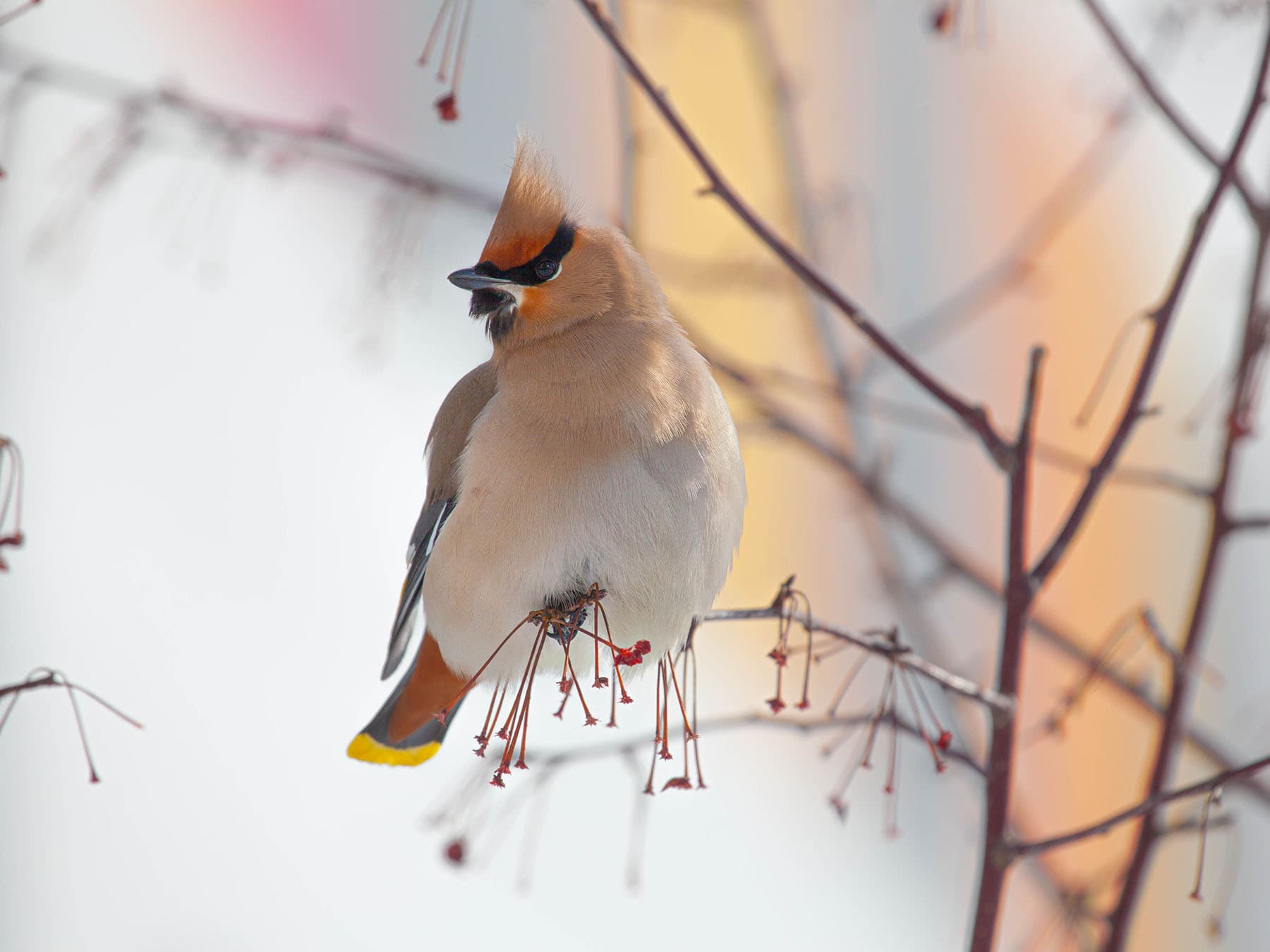 Bohemian waxwing perched 1