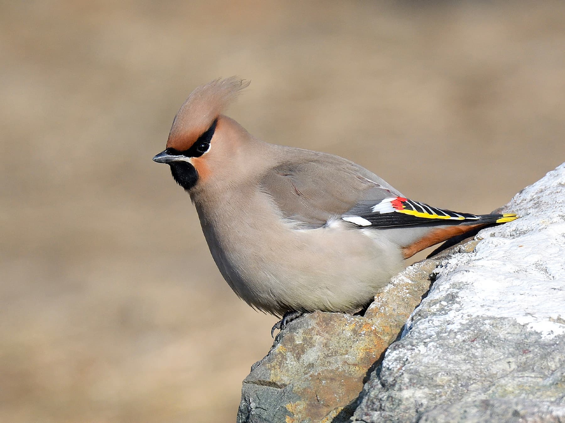 Bohemian Waxwing resting on a rock