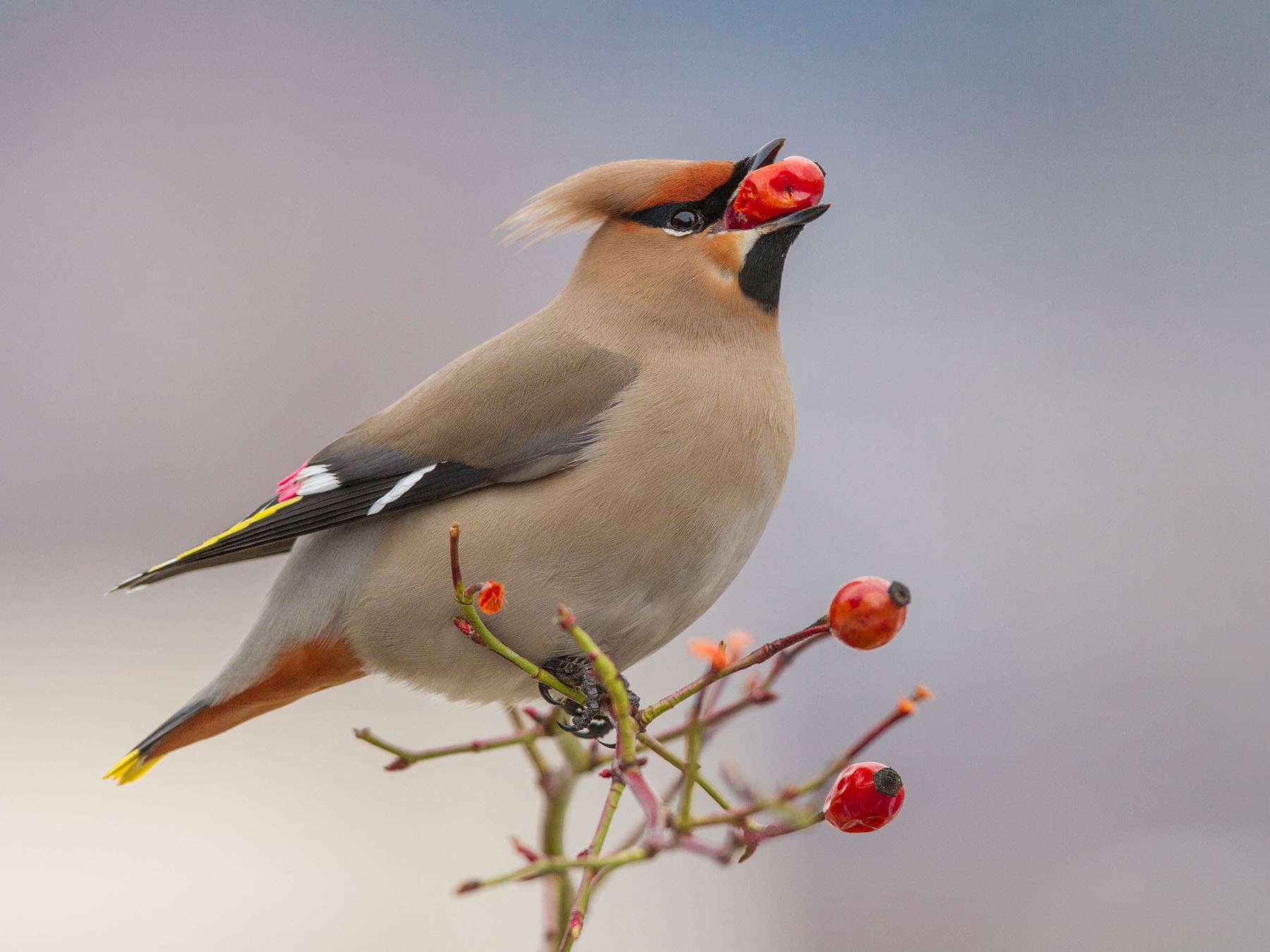 Bohemian waxwing red berries