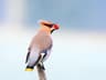Bohemian Waxwing