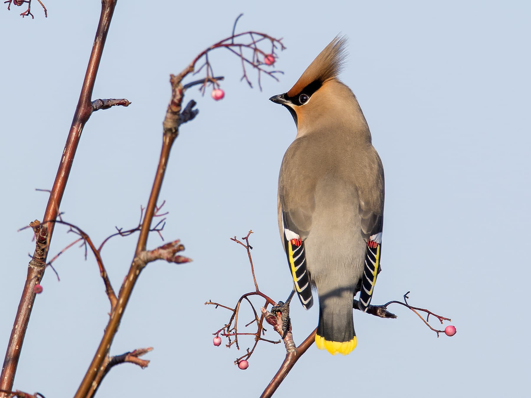 Bohemian Waxwing perching on a branch