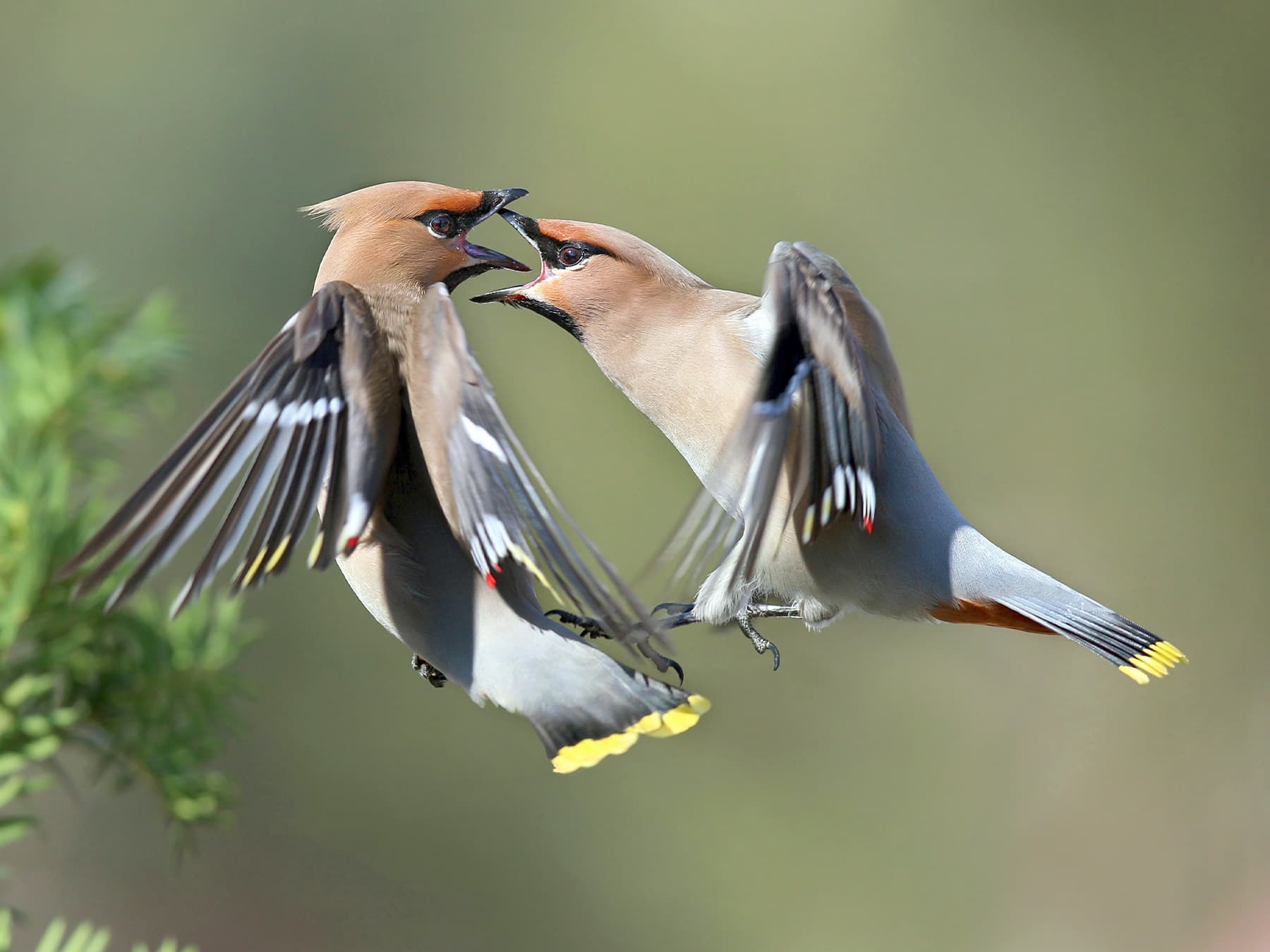 Bohemian Waxwings in conflict