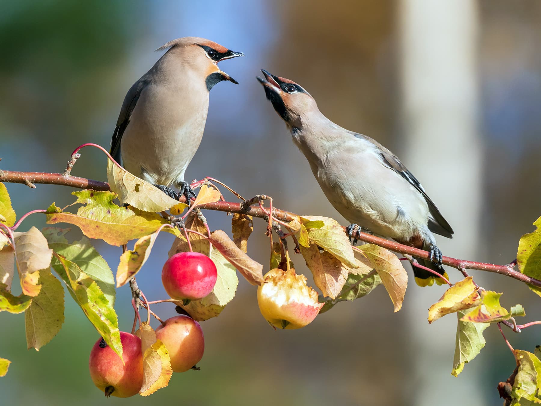 Bohemian Waxwings perching on a branch of a crab apple tree