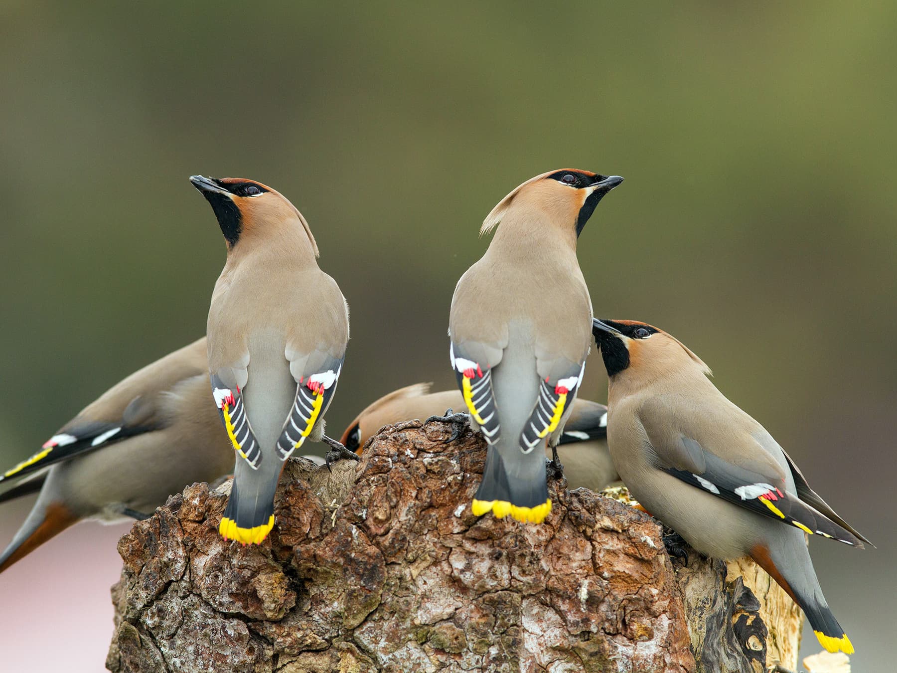 Bohemian Waxwings resting on top of a tree stump