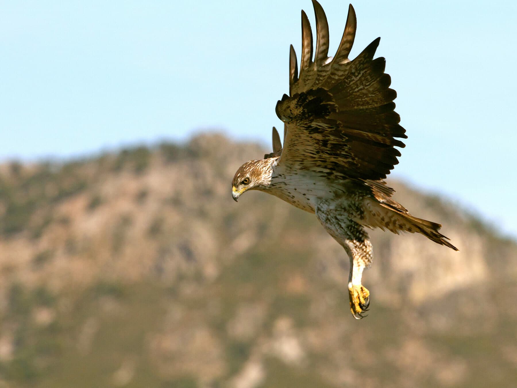 Bonelli’s Eagle flying