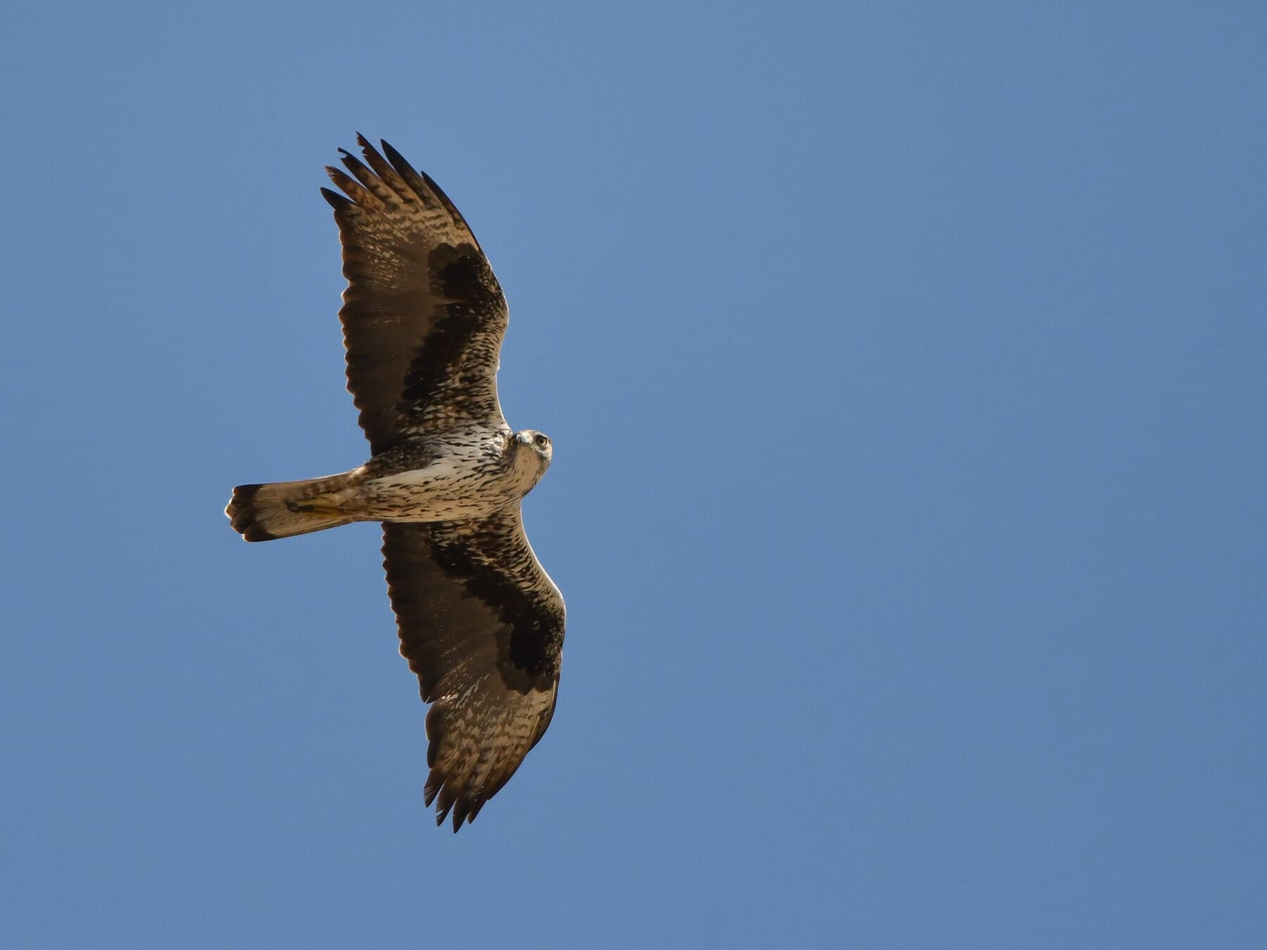 Bonelli’s Eagle in flight