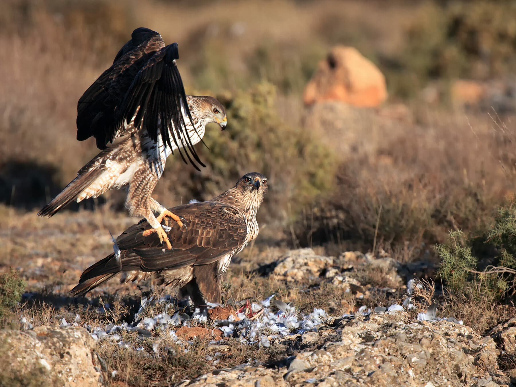 A pair of Bonelli’s Eagles