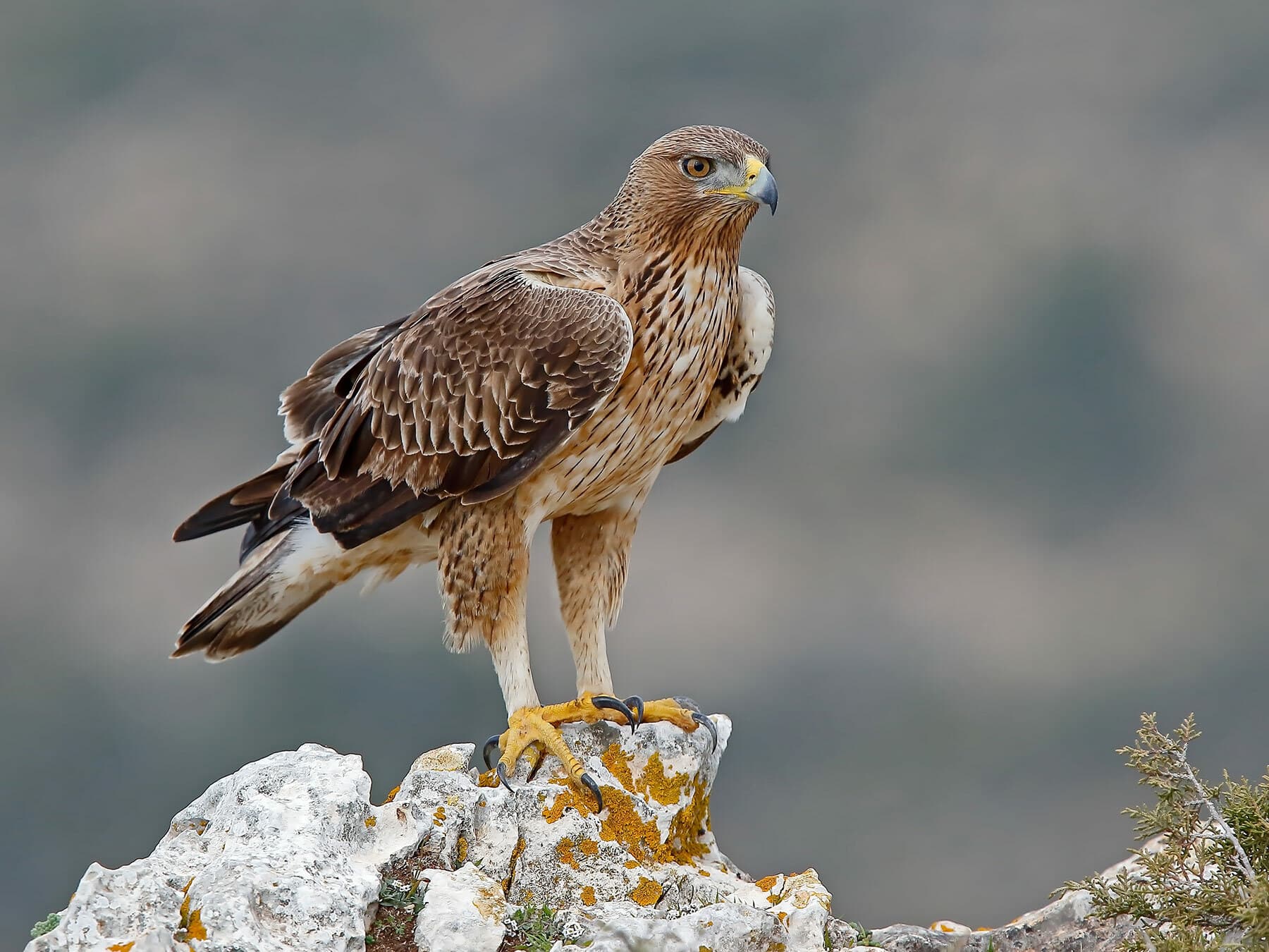 Bonelli's Eagle