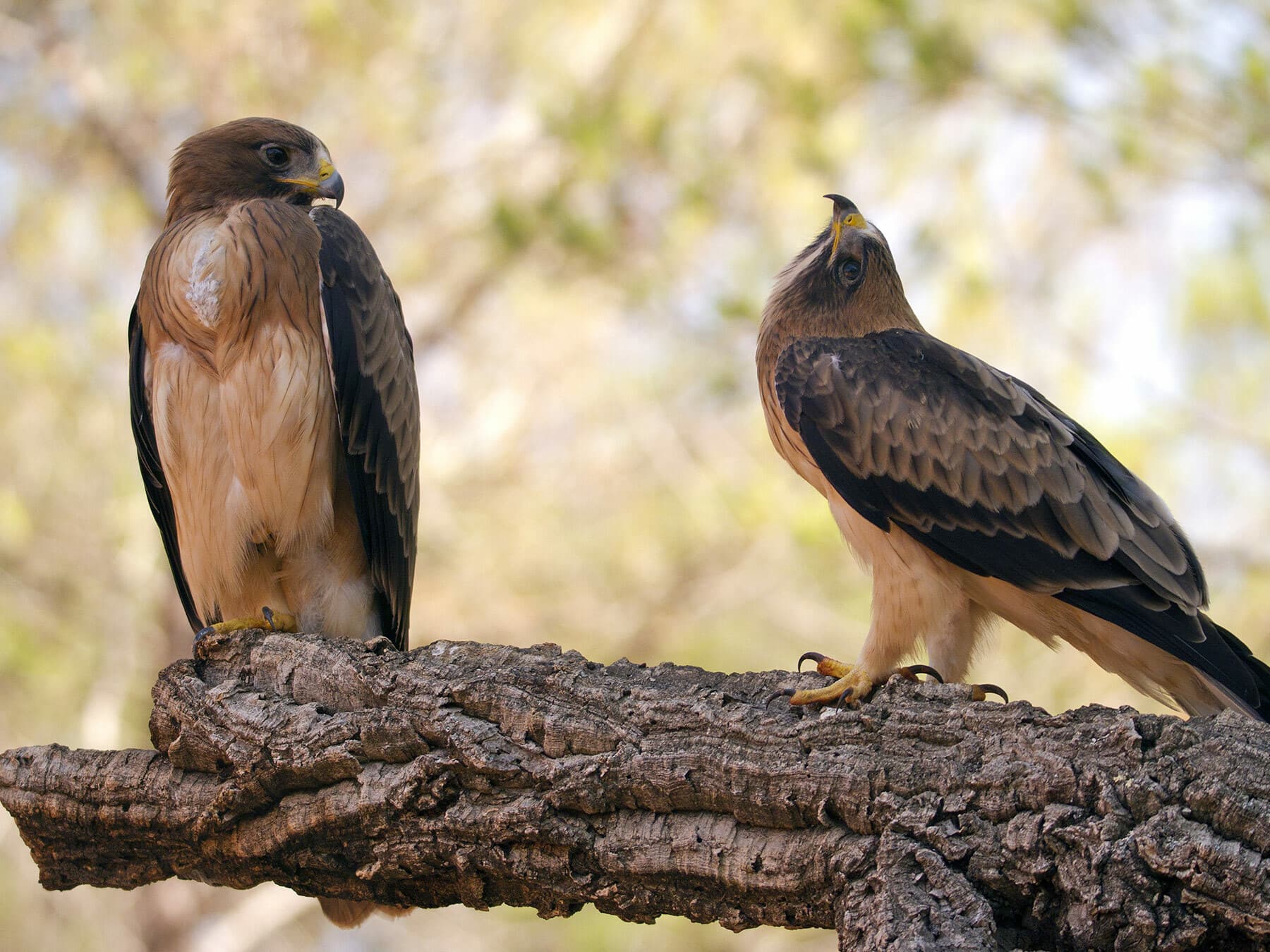 A pair of Booted Eagles
