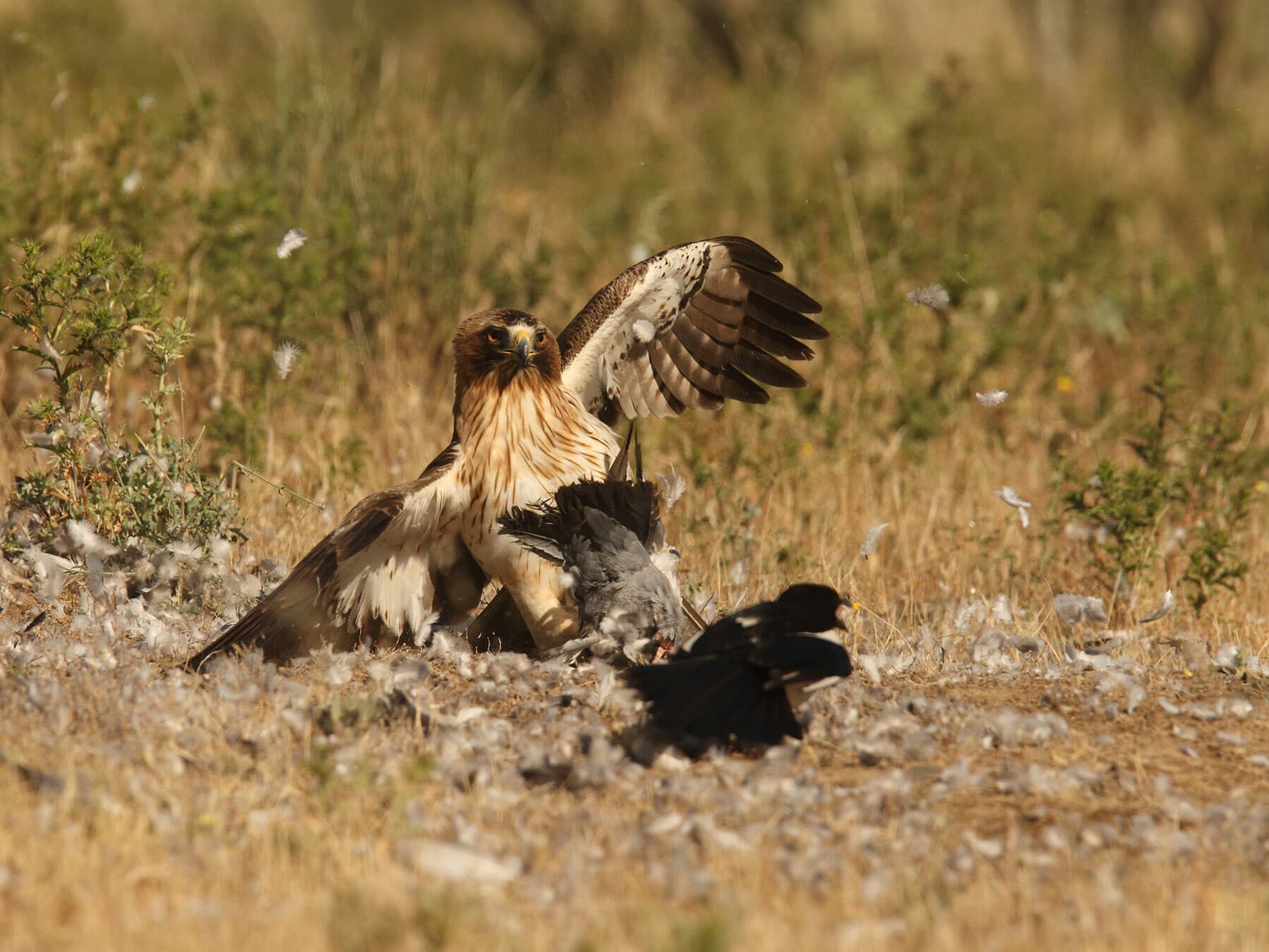 Booted Eagle with prey