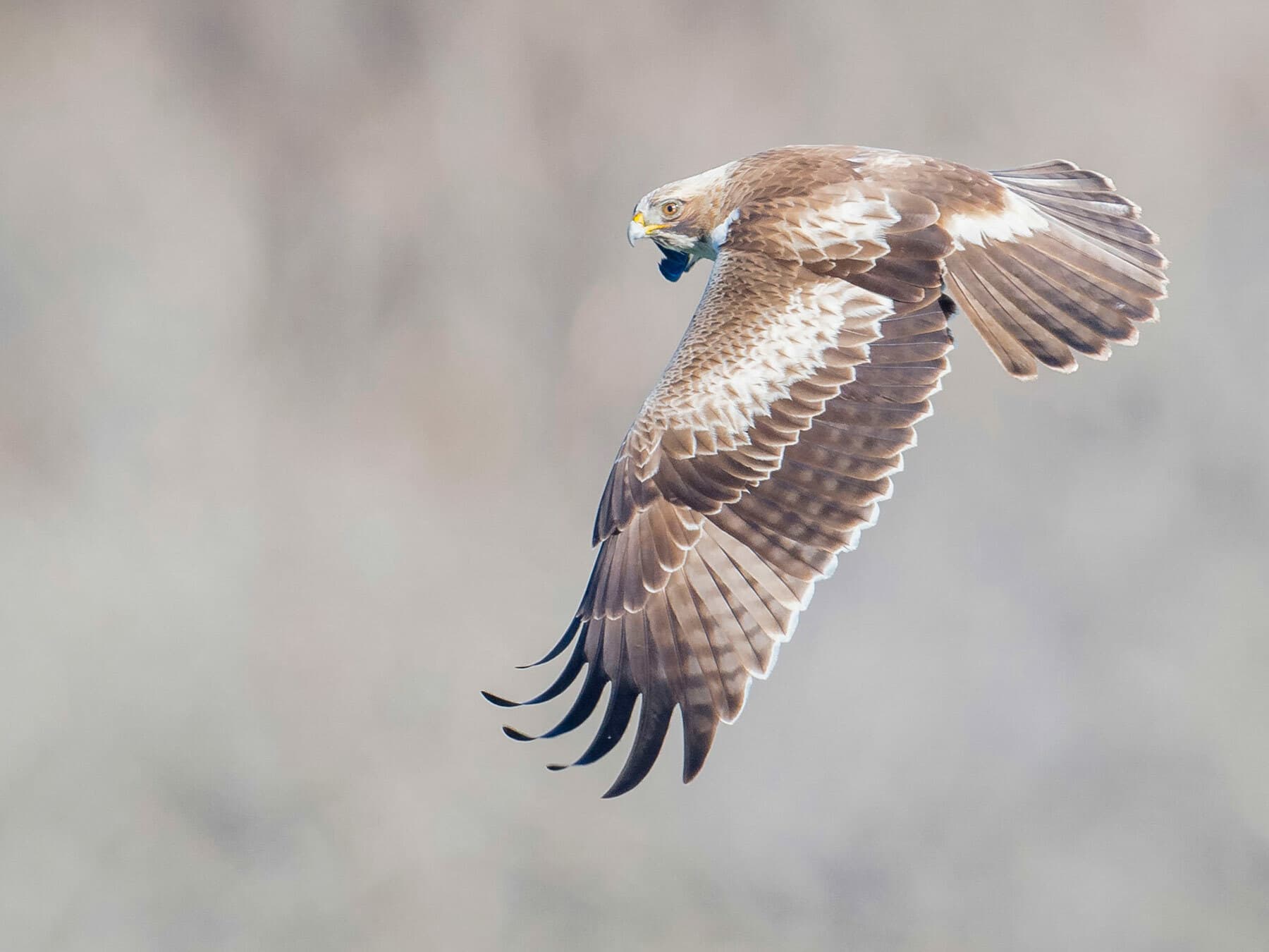 Booted Eagle in flight