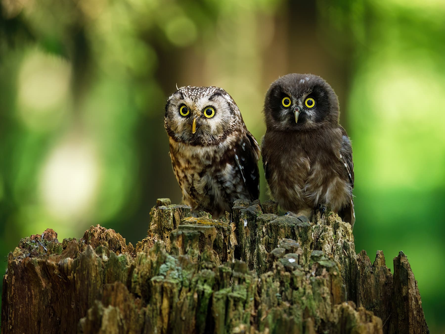 Boreal Owl adult (left) and juvenile