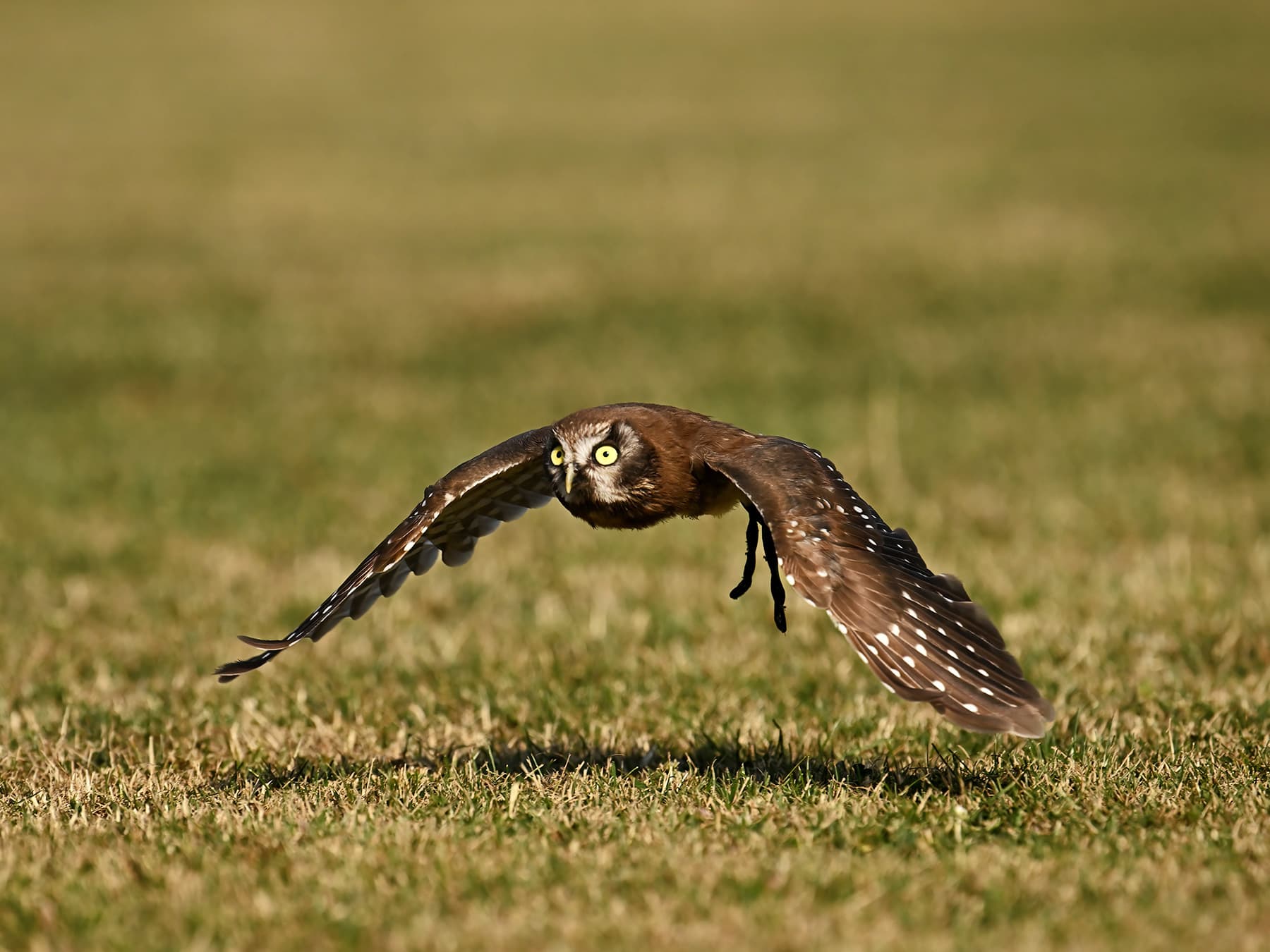 Boreal Owl flying low to the ground