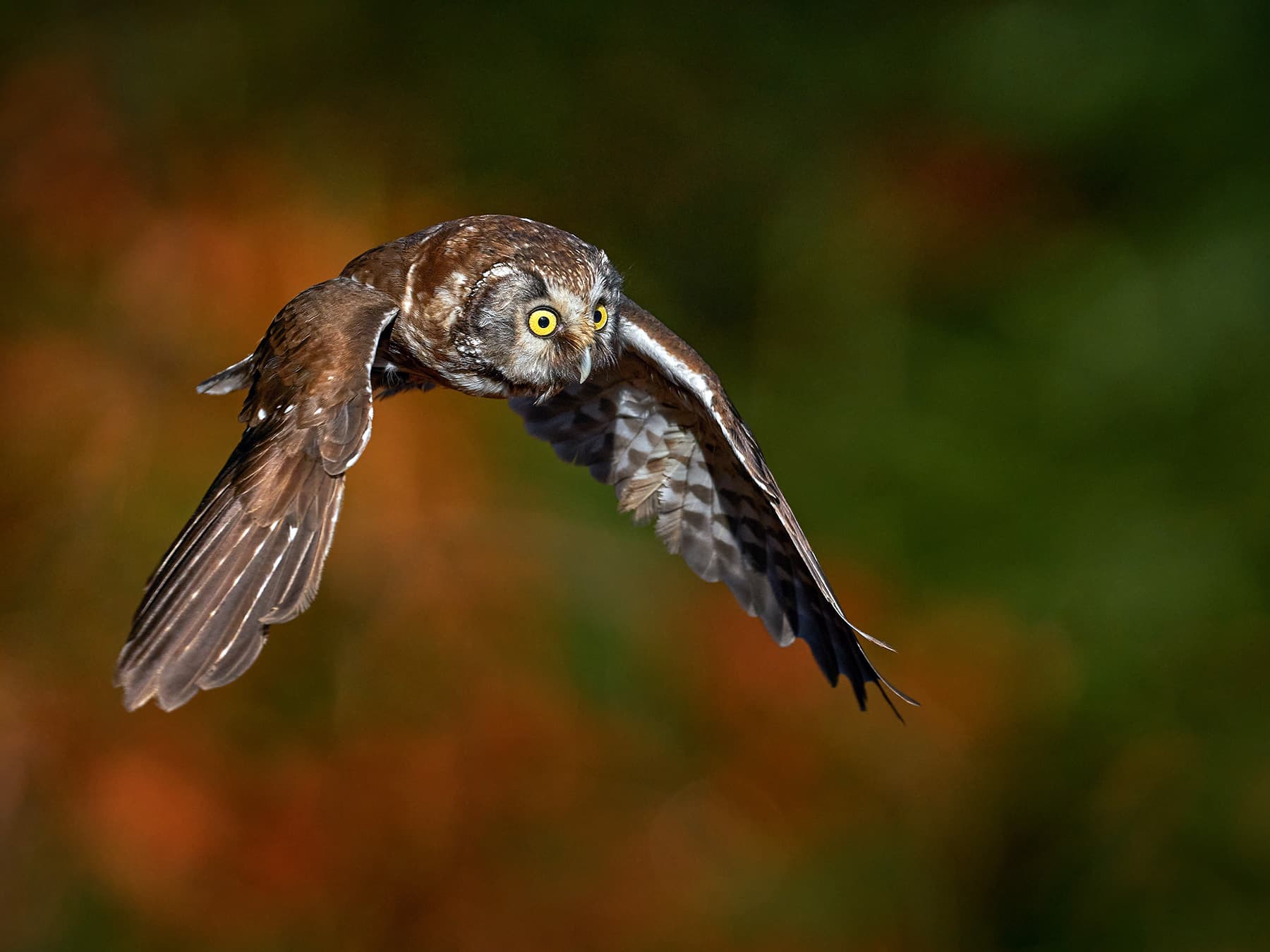 Boreal Owl in-flight